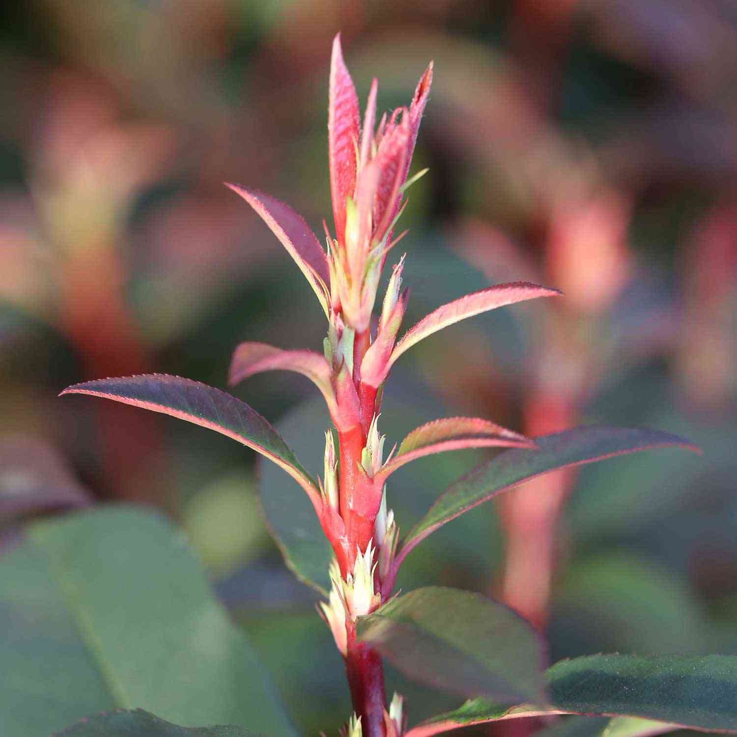 Rote Glanzmispel 'Devil's Dream®' Rote Glanzmispel 'Devil's Dream®'