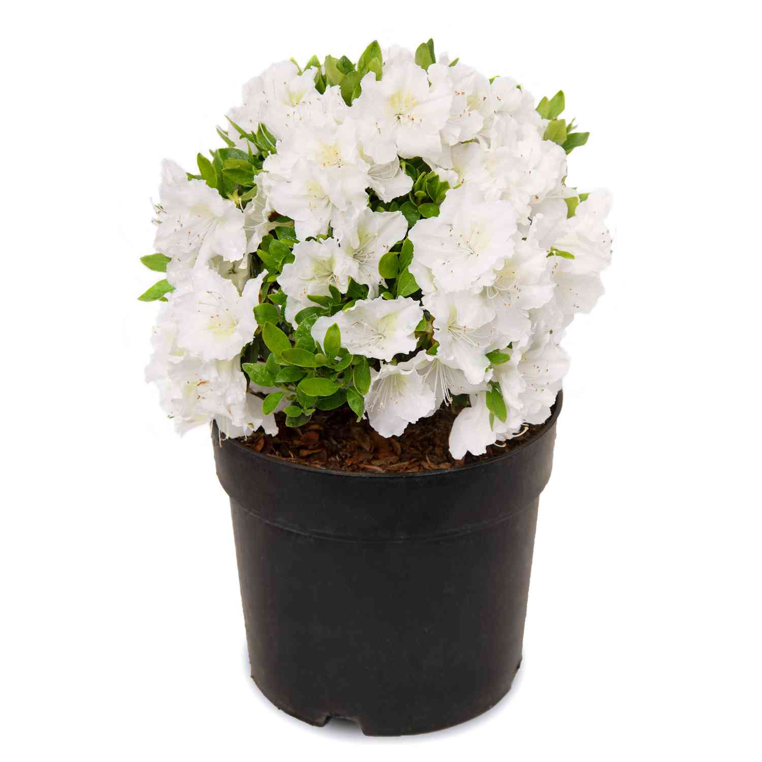 Japanische Azalee 'Schneeperle'