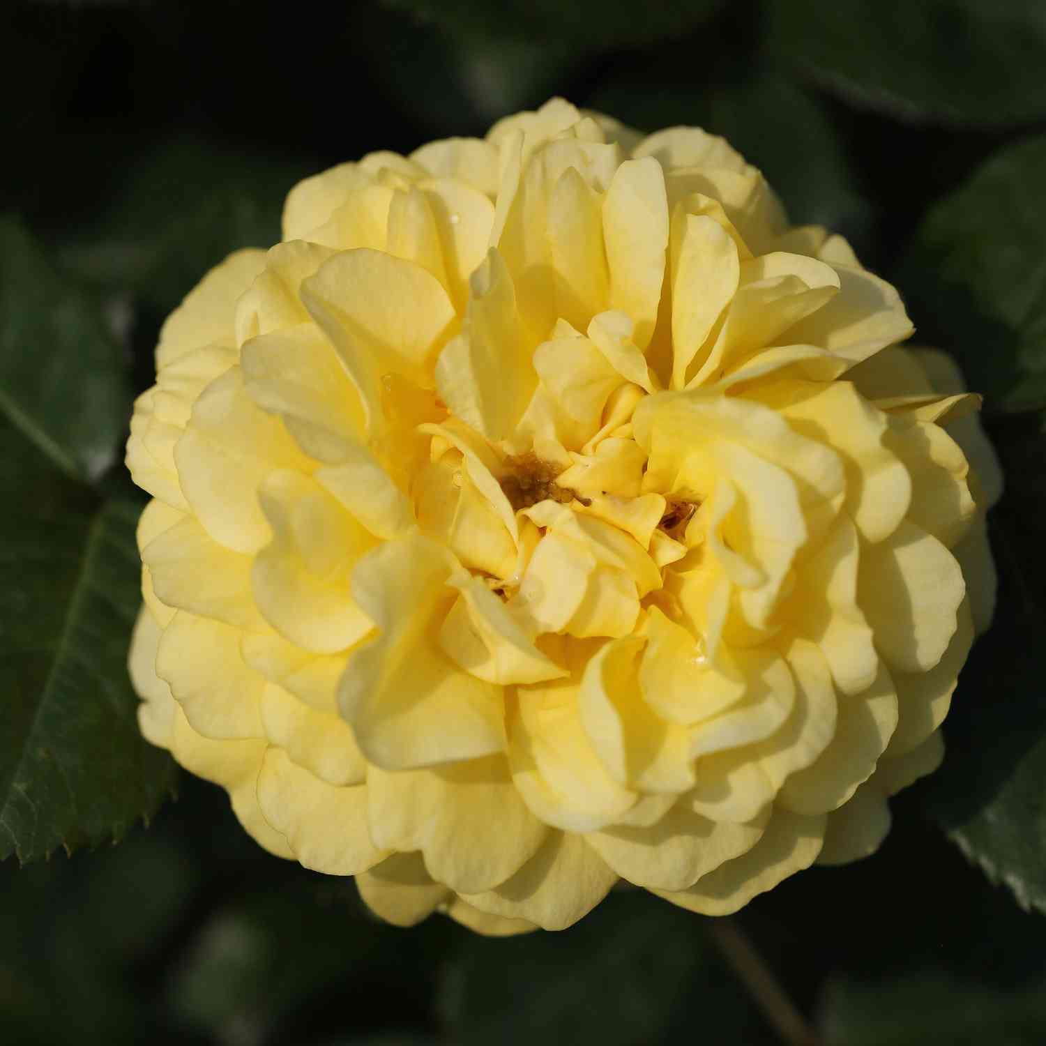 Beetrose 'Yellow Meilove®' - ADR-Rose