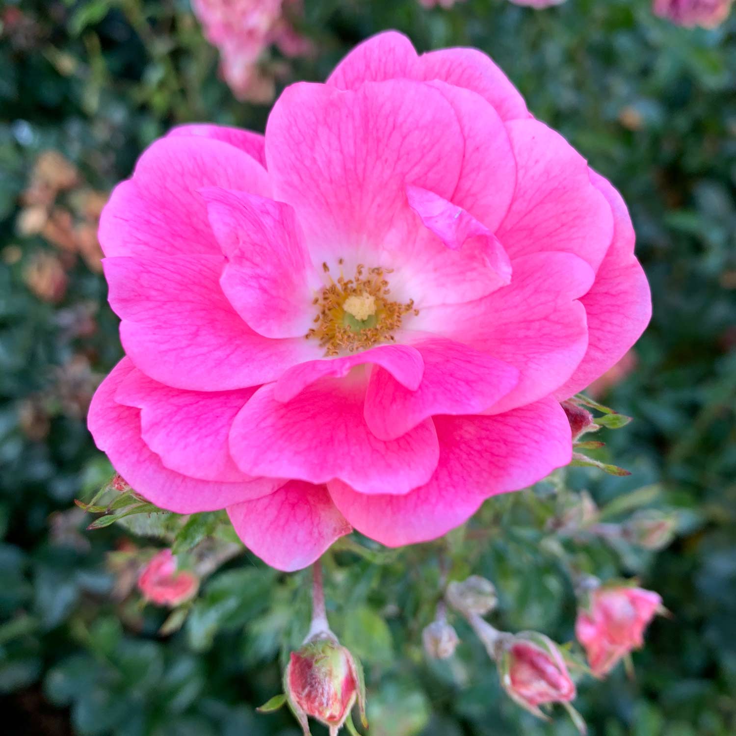 Bodendeckerrose 'Palmengarten Frankfurt®' - ADR-Rose, Wurzelnackte Pflanze, A-Qualität, 3 starke Triebe Liefergröße: min. 3 starke Triebe