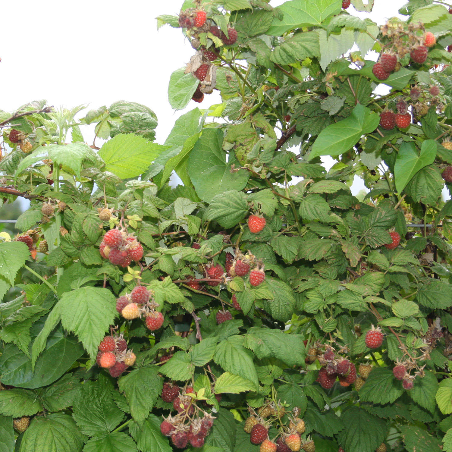 Sommerhimbeere 'Sanibelle®'