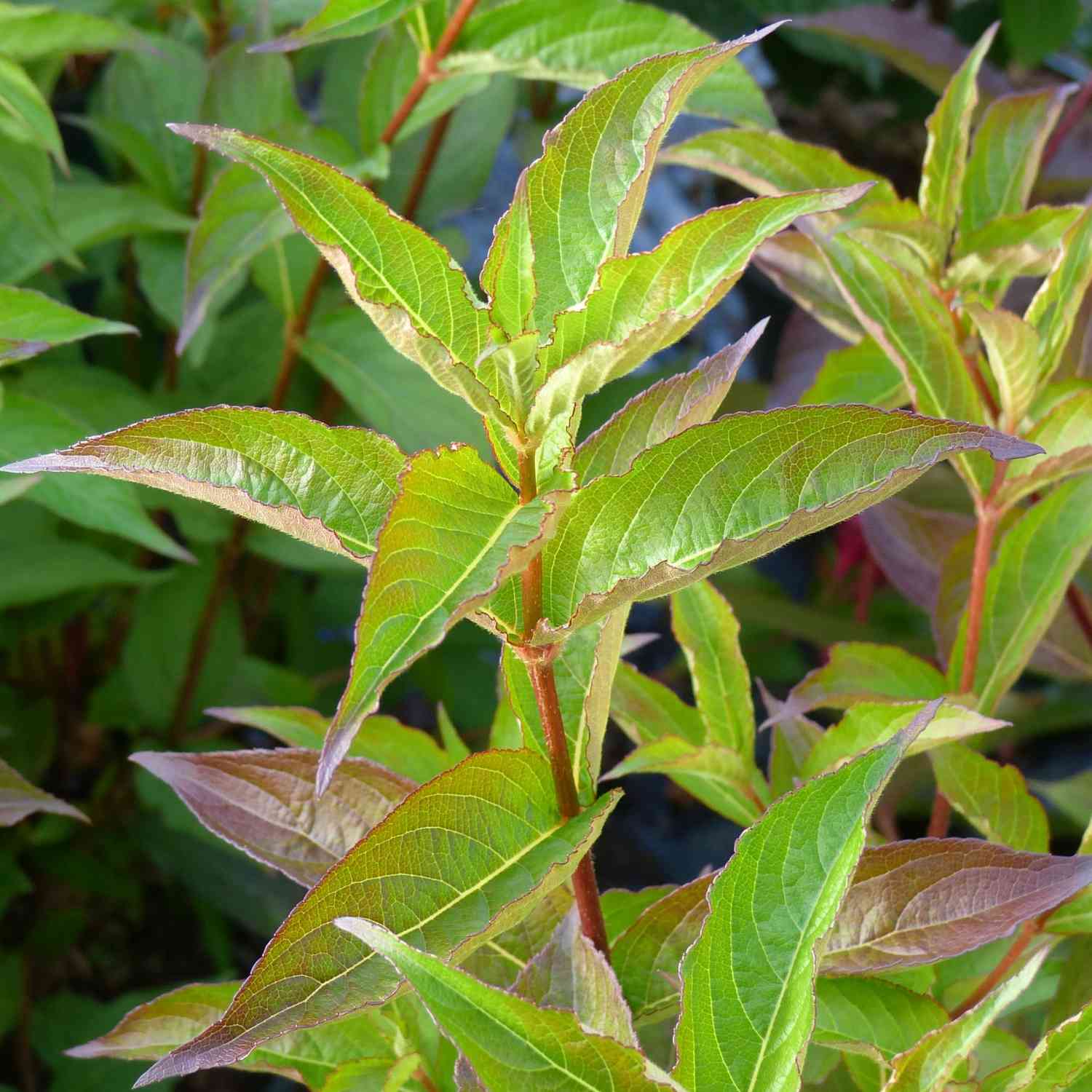 Weigelie 'Bristol Ruby'
