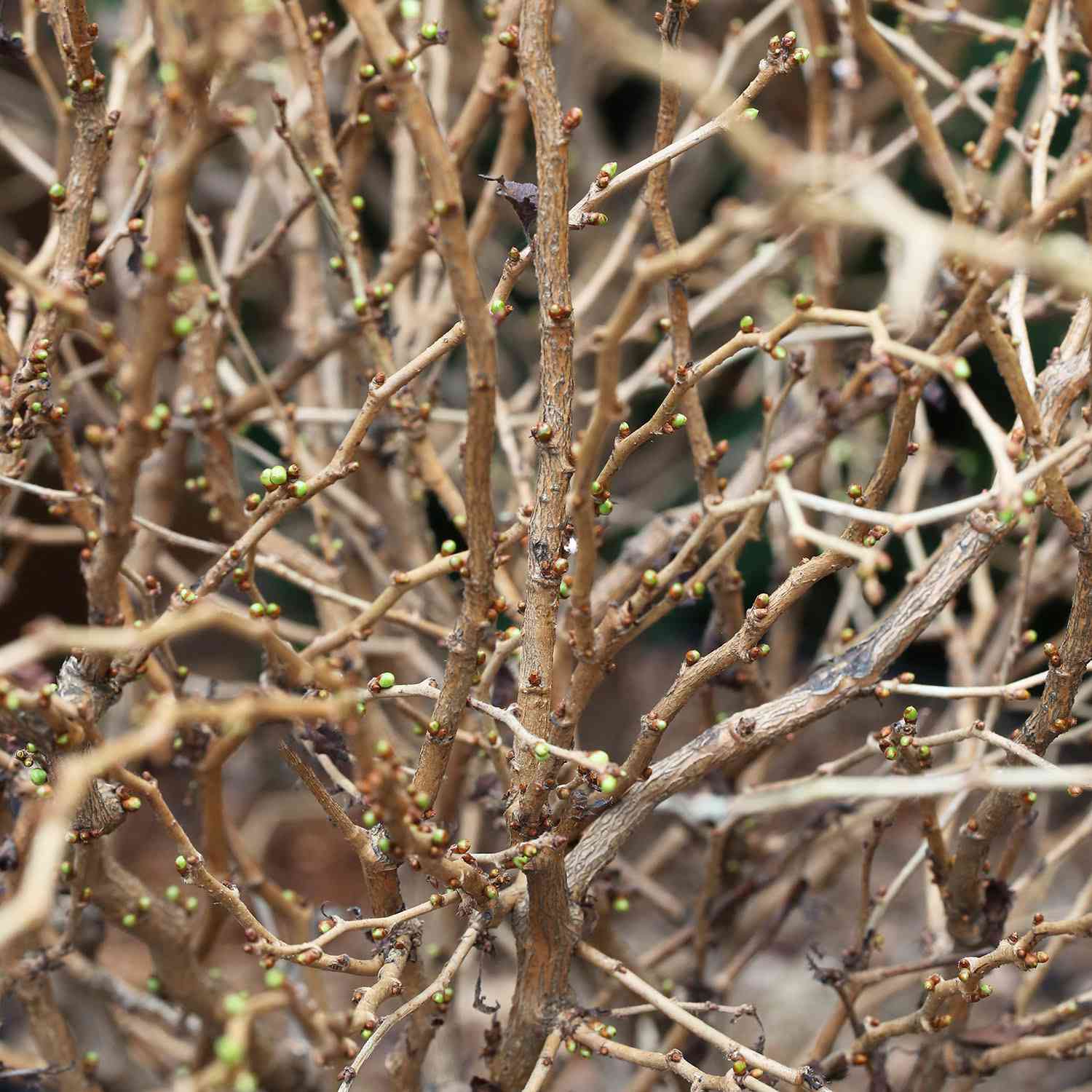 Geschlitzte Kirsche 'Kojou-no-mai'