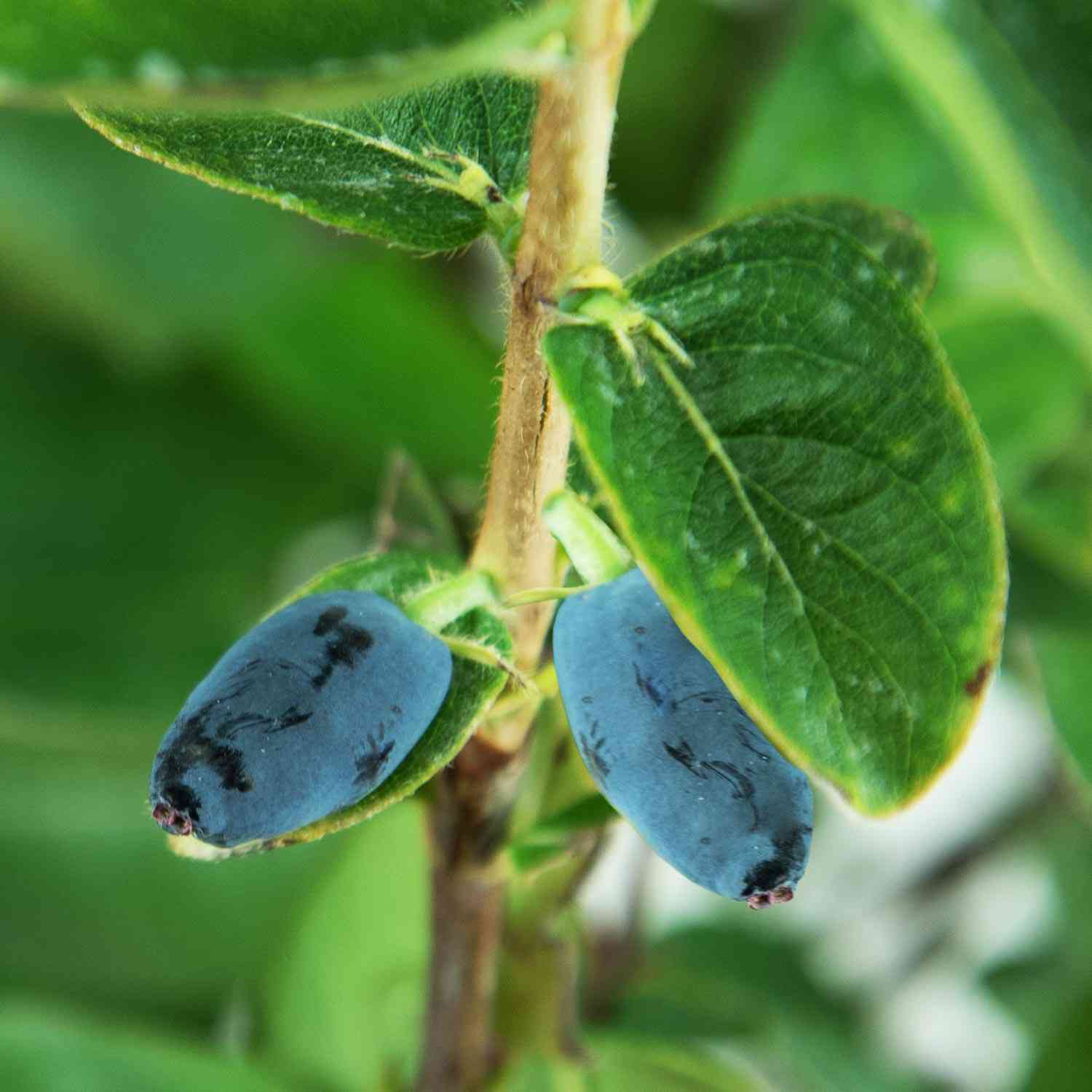 Sibirische Blaubeere 'Kalinka'® - Honigbeere
