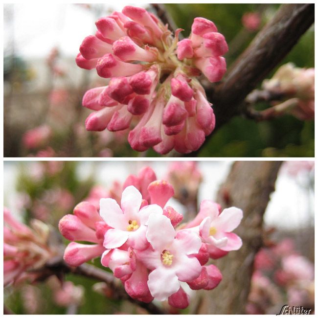 Winterschneeball 'Charles Lamont', 3 Liter, 40 - 60 cm