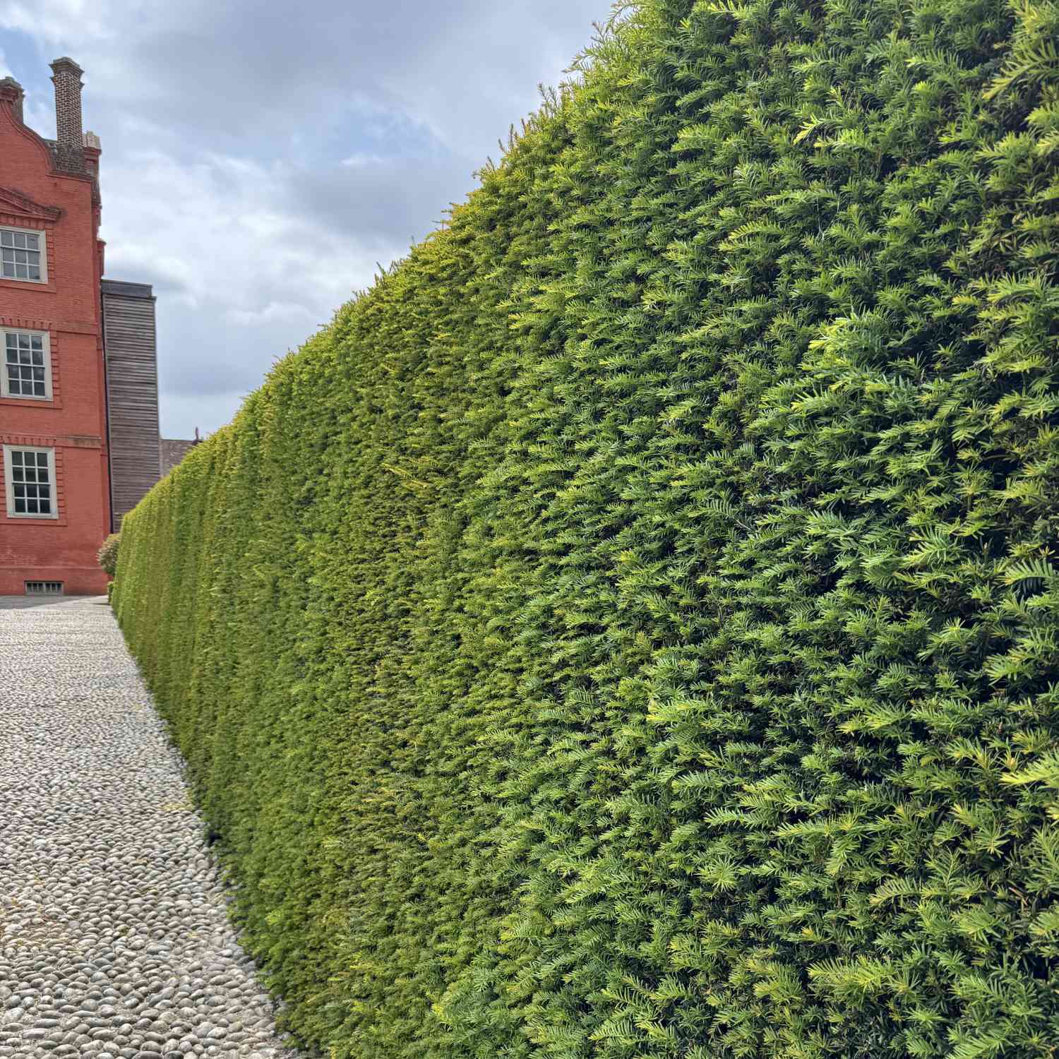 Europäische Eibe Europäische Eibe