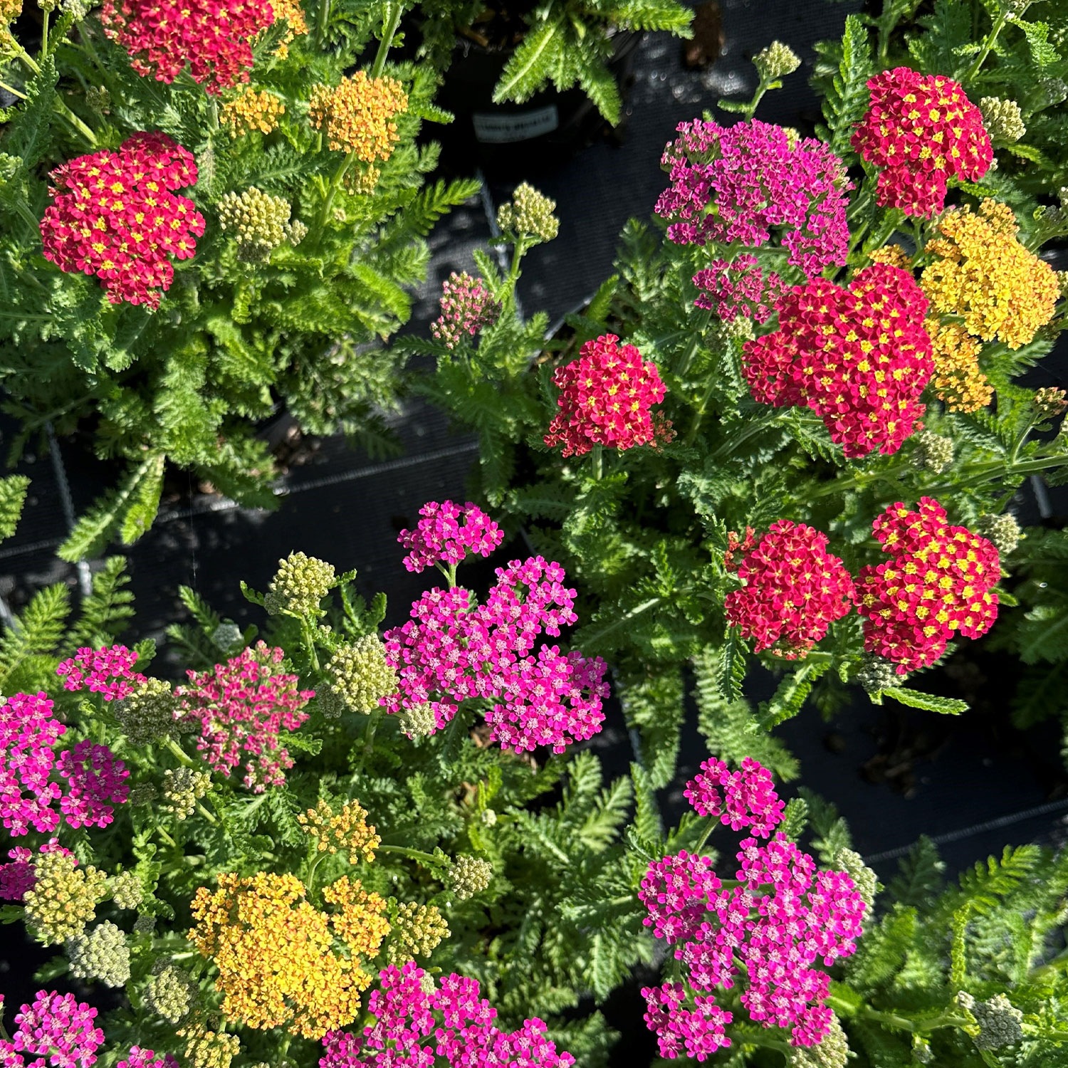 Kategorie <b>Stauden </b> - Schafgarbe 'Milly Rock Mixmasters® Dance' Lieferform: Im 3 Liter Topf - Achillea millefolium 'Milly Rock Mixmasters® Dance'