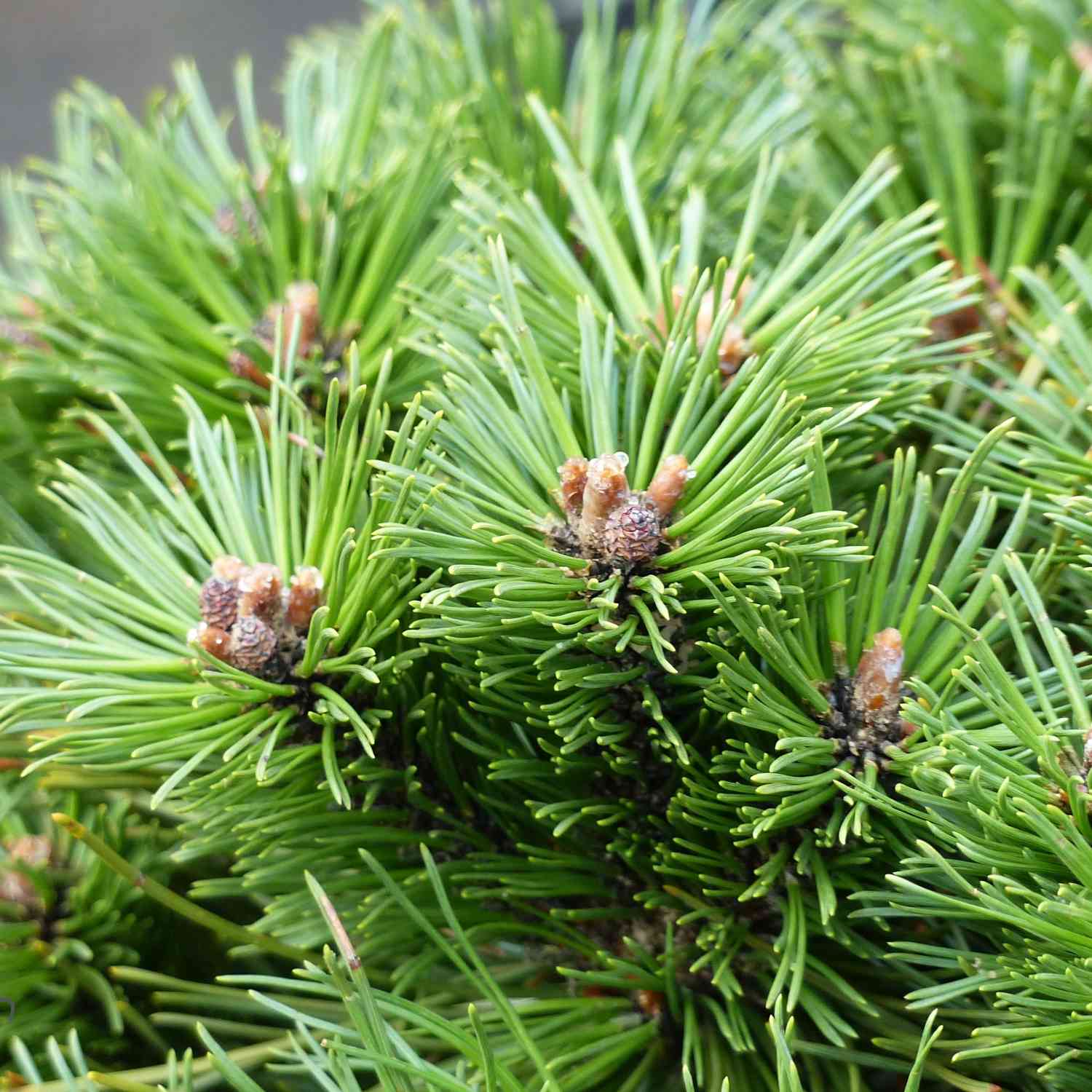 Zwerg-Kiefer 'Benjamin' Zwerg-Kiefer 'Benjamin'