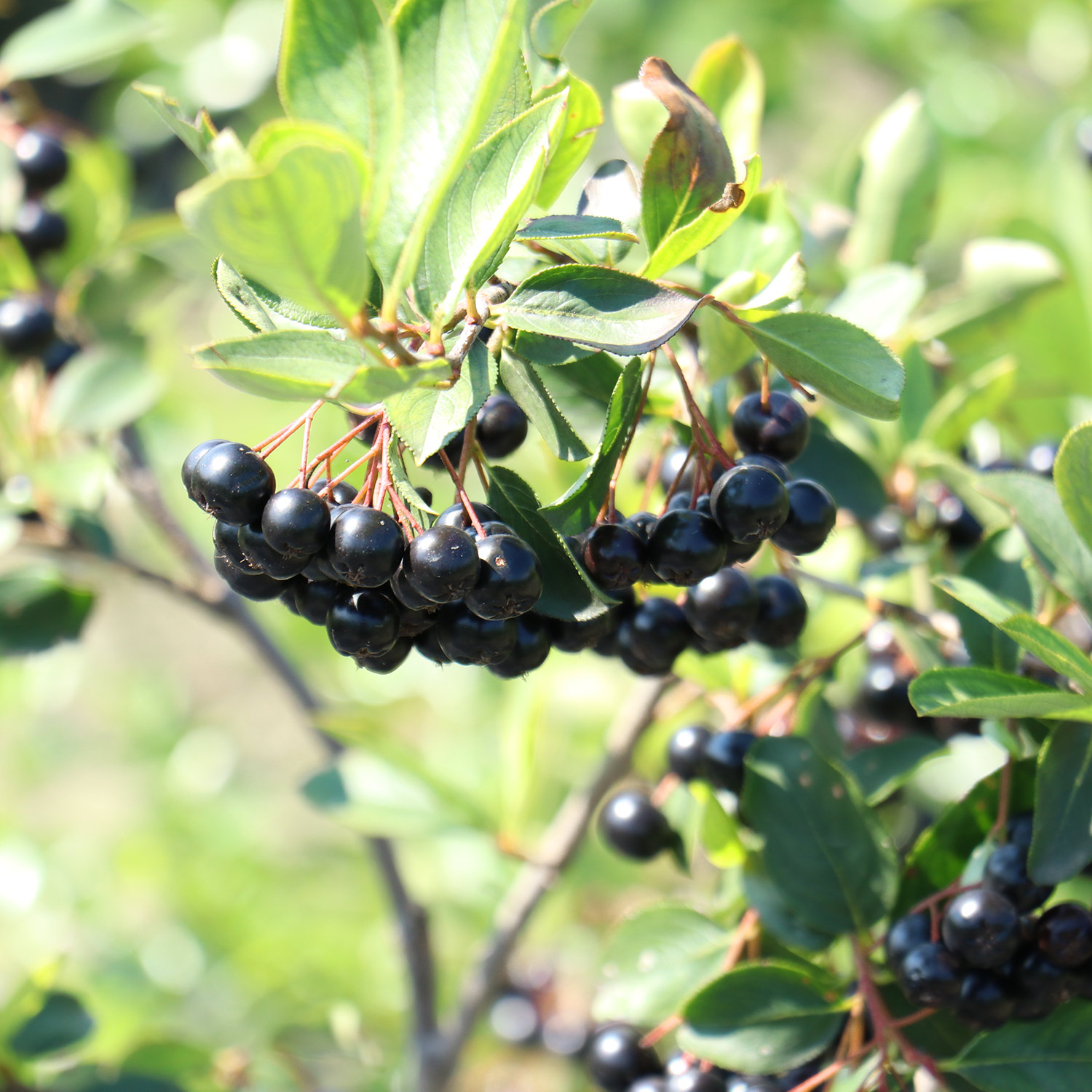 Kategorie <b>Produkt ohne Kategoriezuordnung </b> - Apfelbeere 'Lowberry® Little Helpers®' Lieferform: Im 2 Liter Topf - Aronia melanocarpa 'Little Helpers'