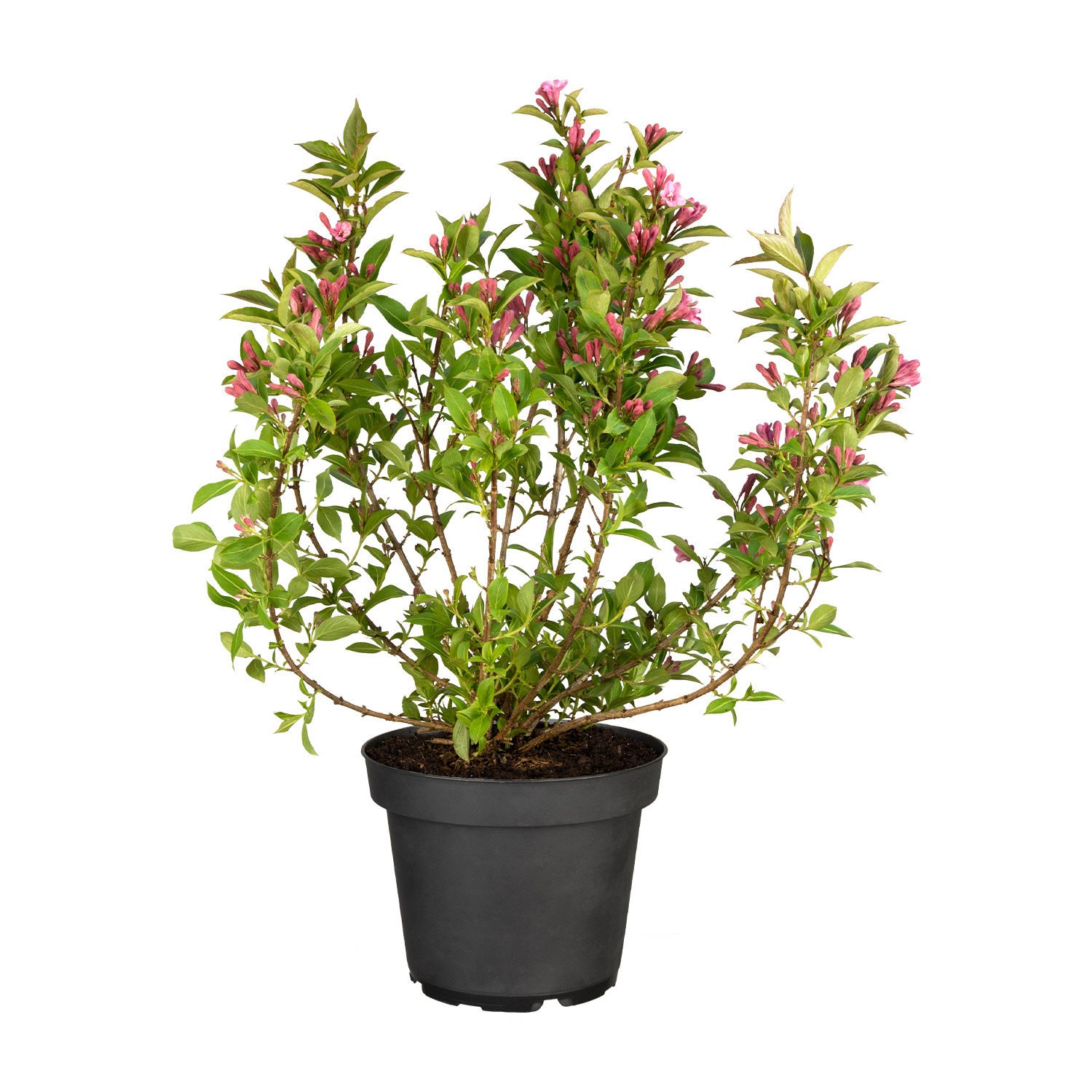 Zwerg-Weigelie 'Pink Poppet' Zwerg-Weigelie 'Pink Poppet'