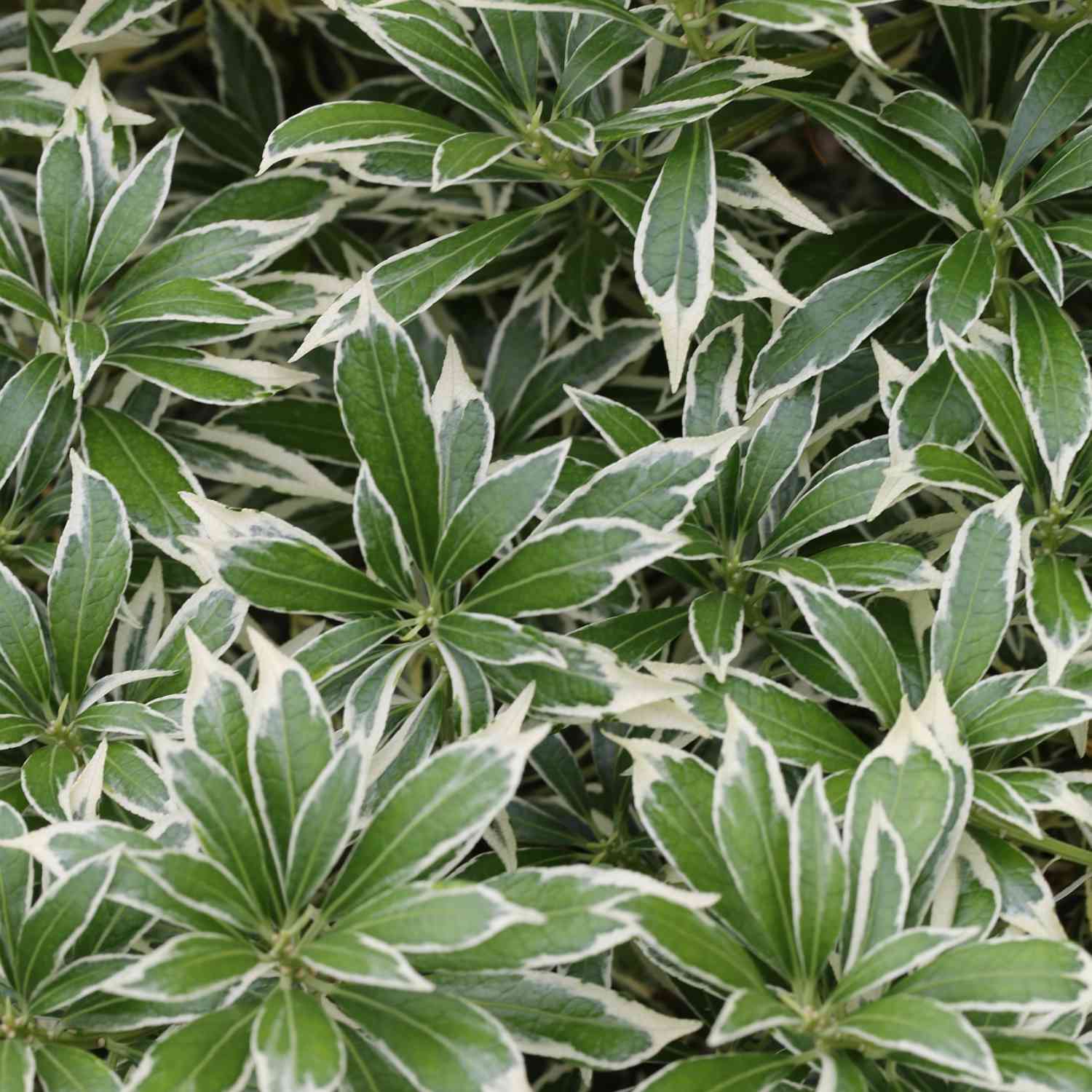 Lavendelheide / Schattenglöckchen 'Variegata'