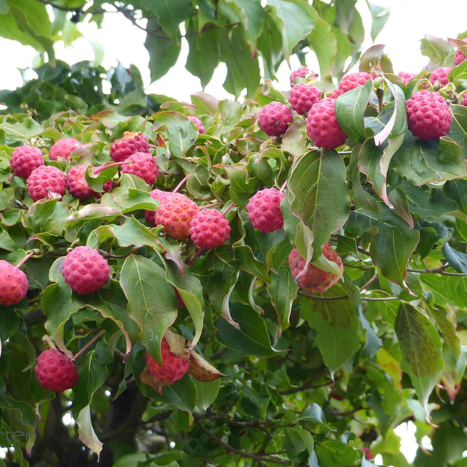 Blumen-Hartriegel 'China Girl' Blumen-Hartriegel 'China Girl'