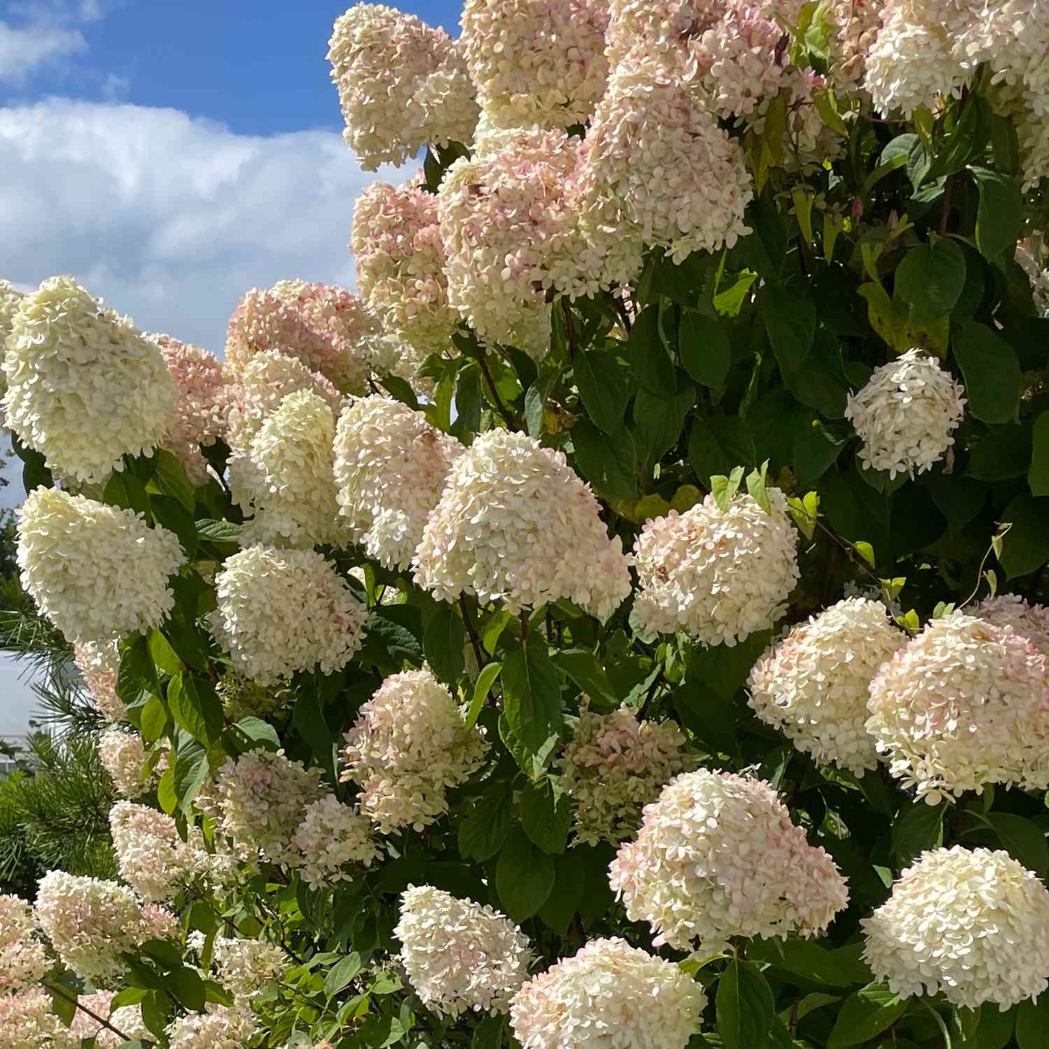 Rispenhortensie 'Grandiflora' - Der Klassiker Rispenhortensie 'Grandiflora' - Der Klassiker