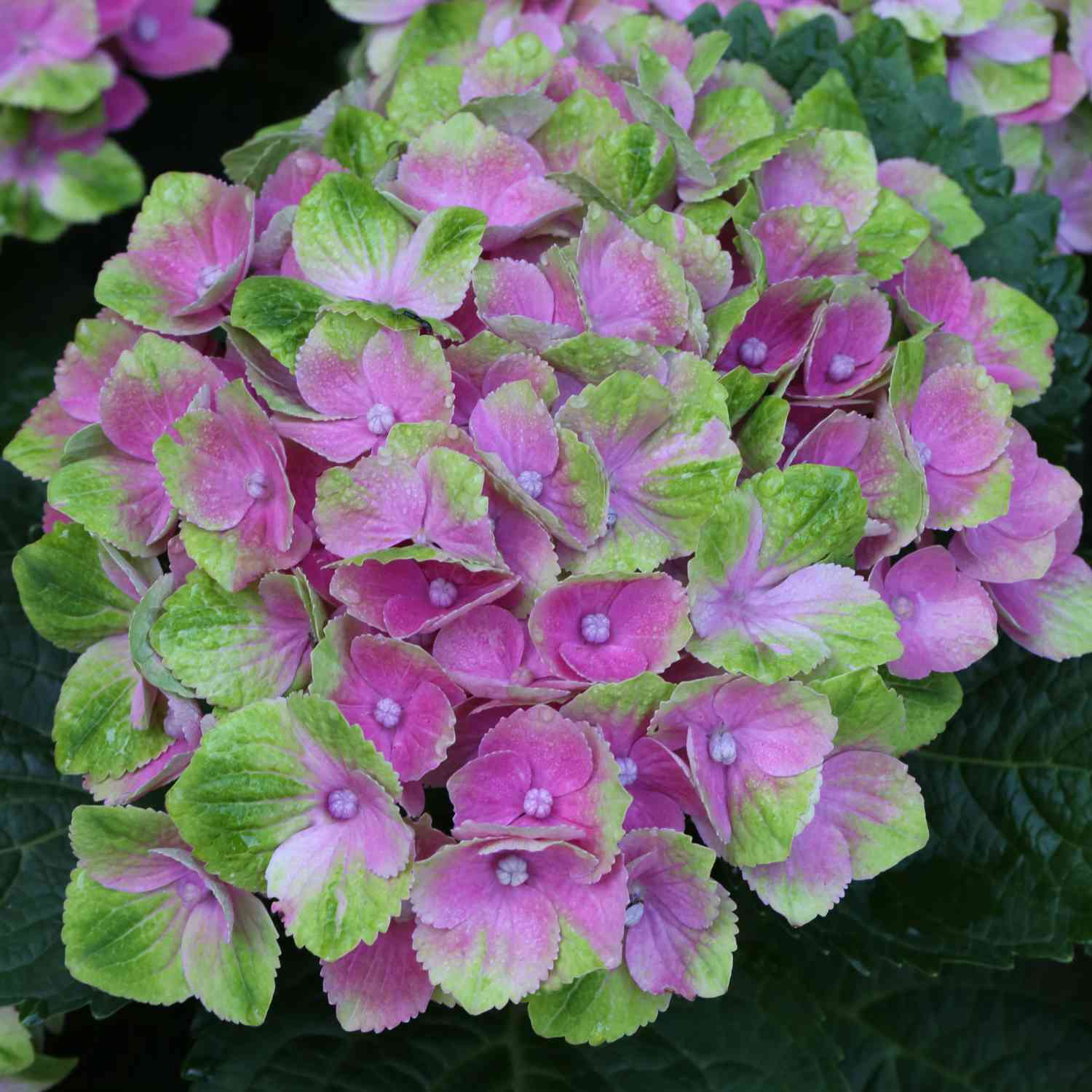4-Jahreszeiten-Hortensie 'Magical® Amethyst Blau'