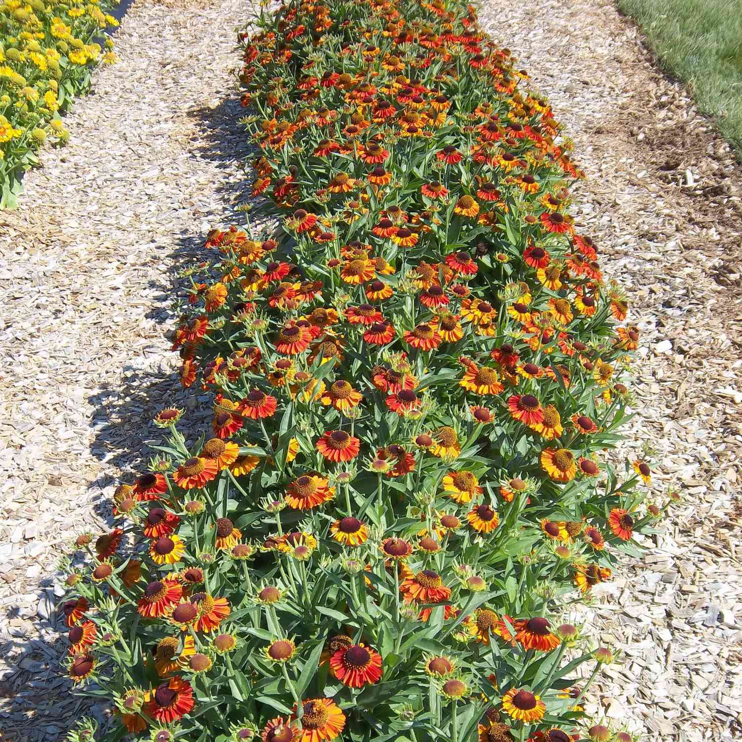 Sonnenbraut 'Short'n Sassy' Sonnenbraut 'Short'n Sassy'