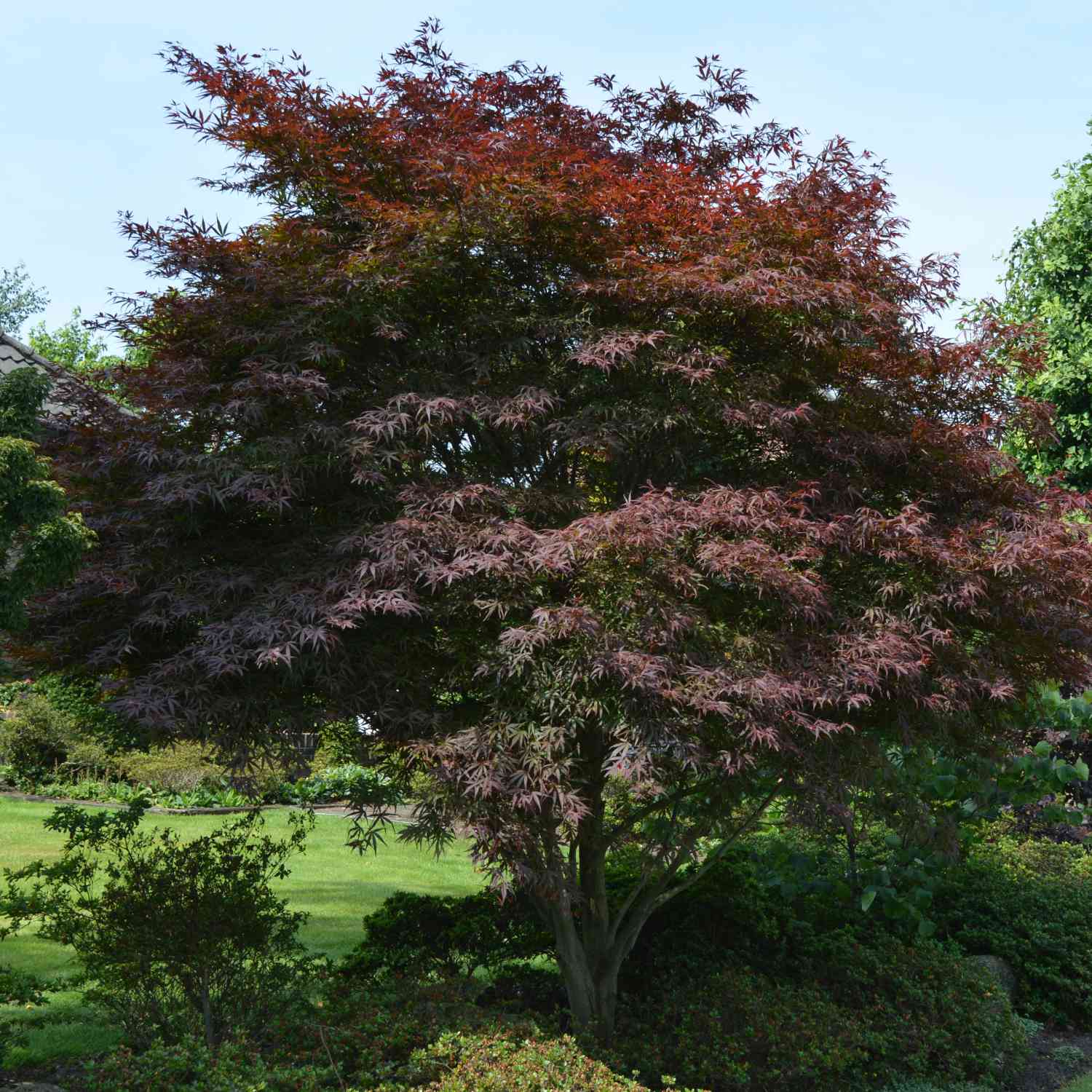 Fächerahorn 'Skeeter's Broom' Fächerahorn 'Skeeter's Broom'