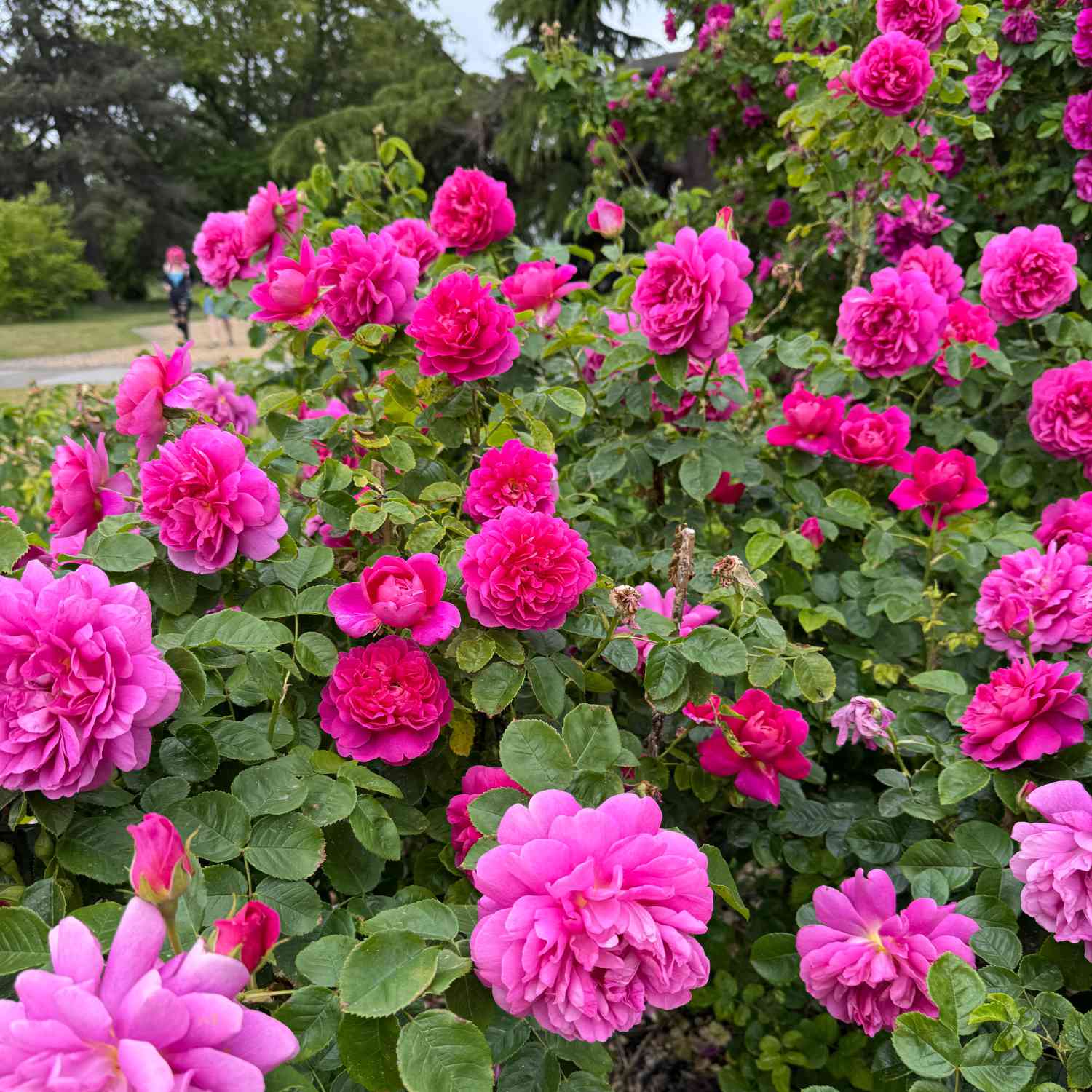 David Austin Rose 'Princess Anne®' - AGM-Rose