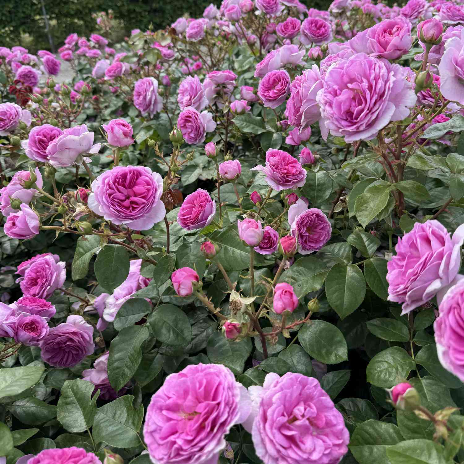 Kletterrose 'Ozeana'