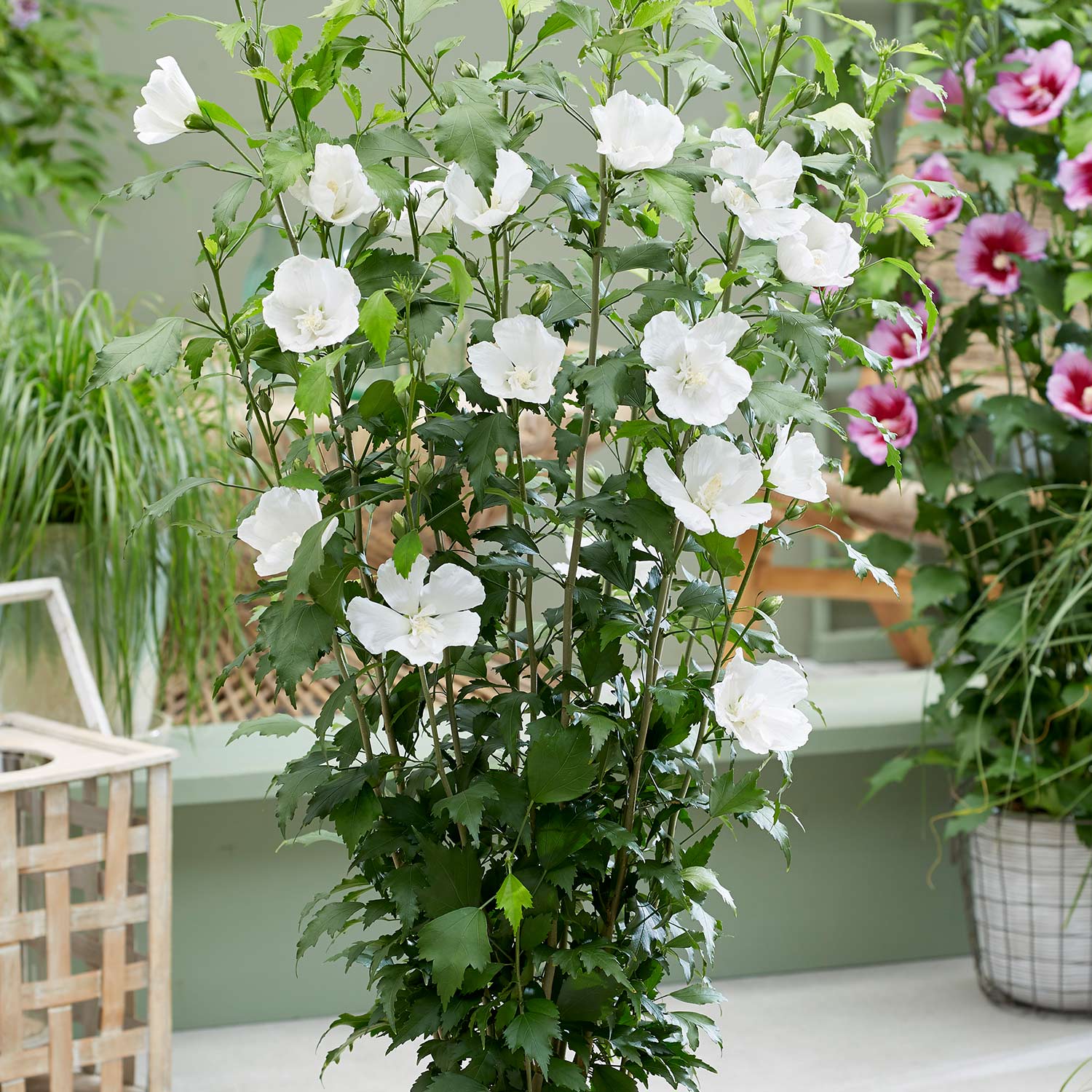Säulen-Garteneibisch 'Flower Tower White®', 3-5 Liter, 60 - 80 cm Liefergröße: 60 - 80 cm