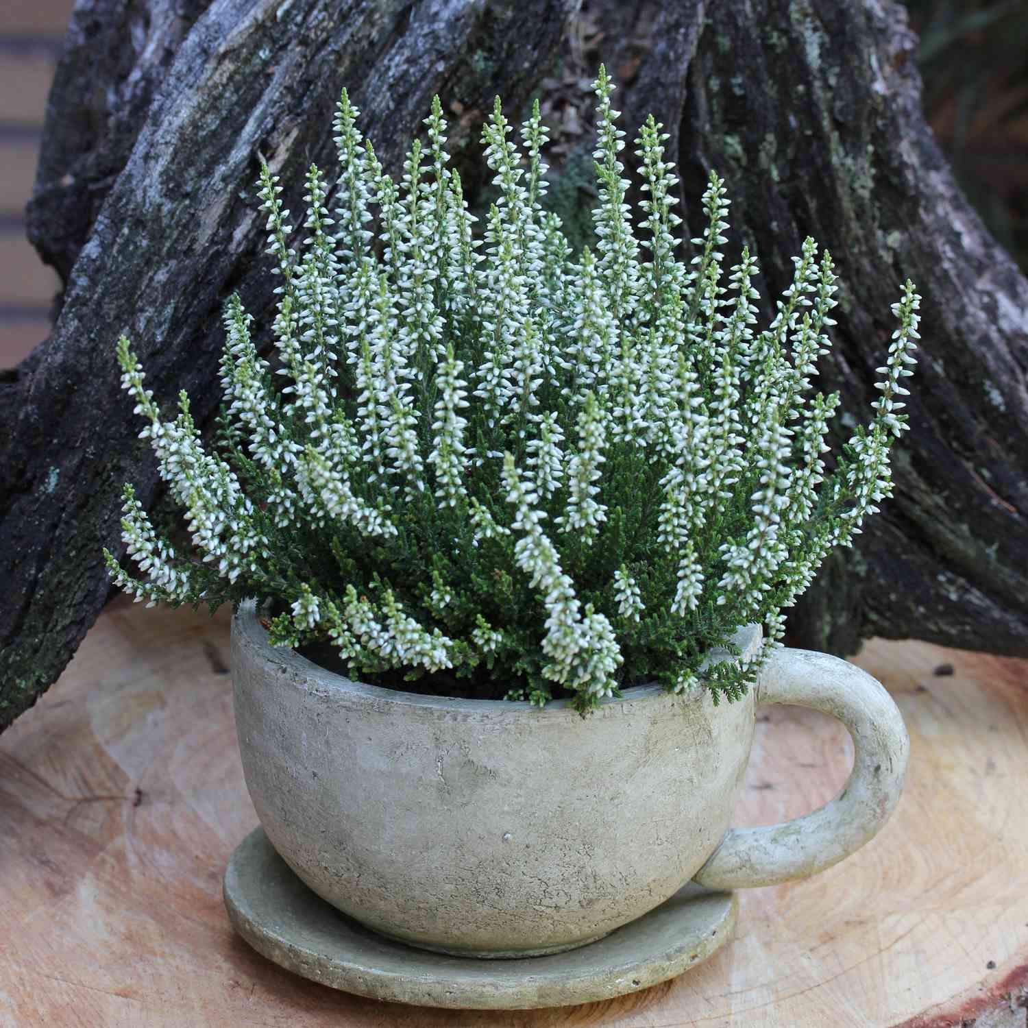 Sommerheide 'Madonna' (GardenGirls®) - Knospenblüher