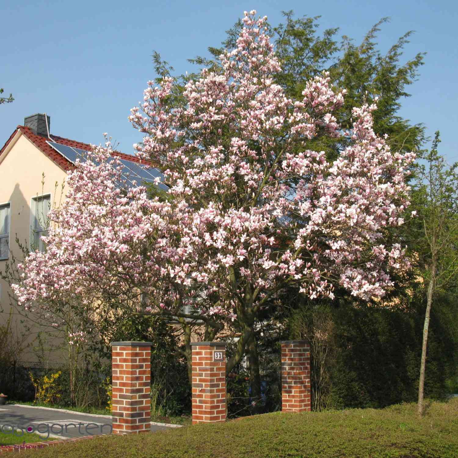 Tulpenmagnolie - Der Klassiker Tulpenmagnolie - Der Klassiker