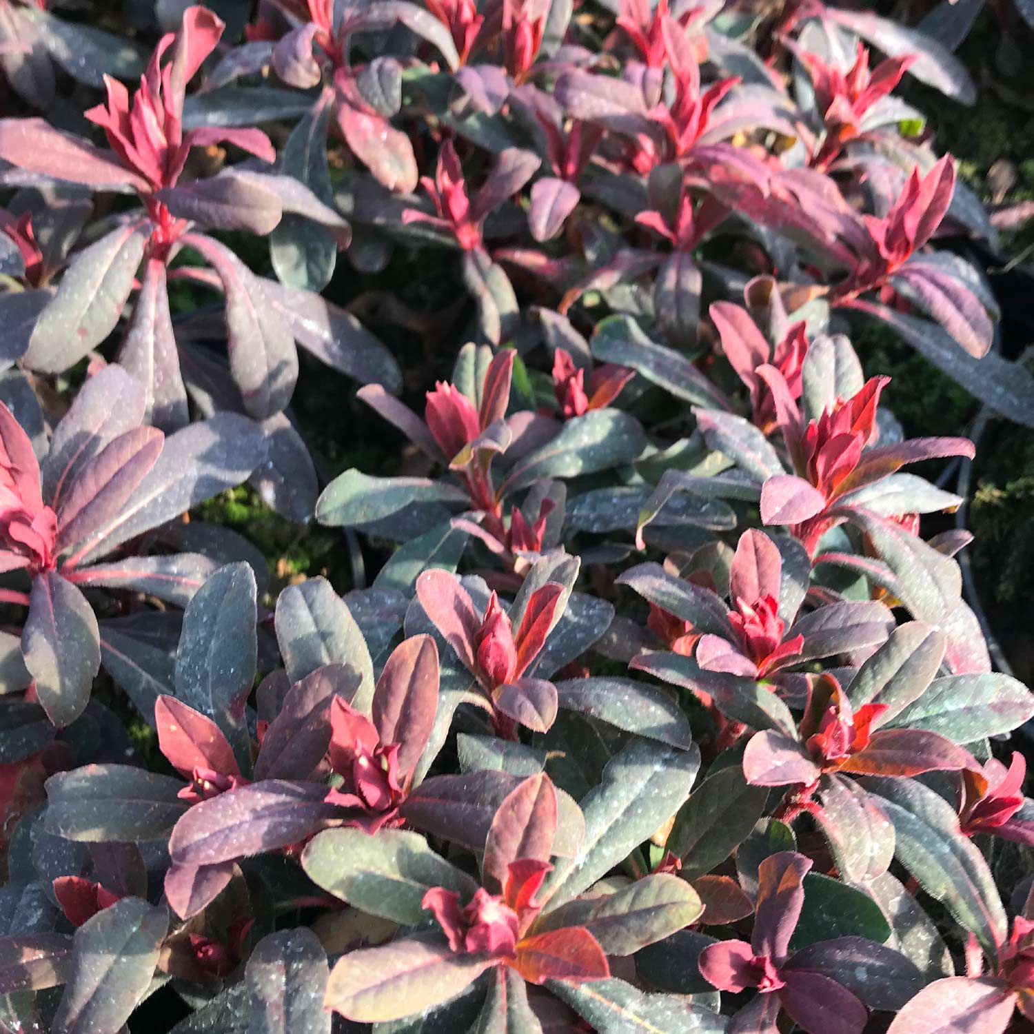 Mandelblättrige Purpur-Wolfsmilch 9cm Topf Lieferform: Im 0,5 Liter Topf