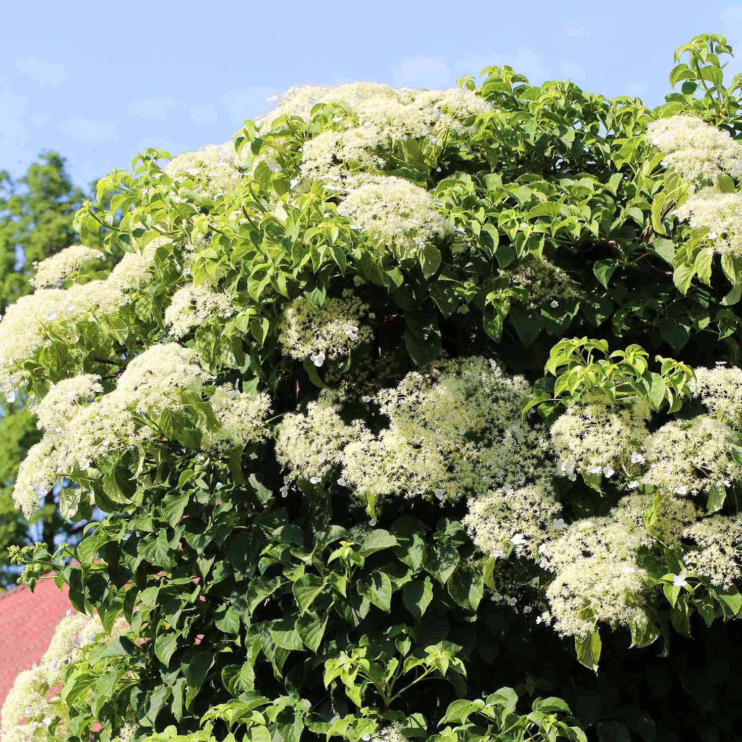 Kletterhortensie