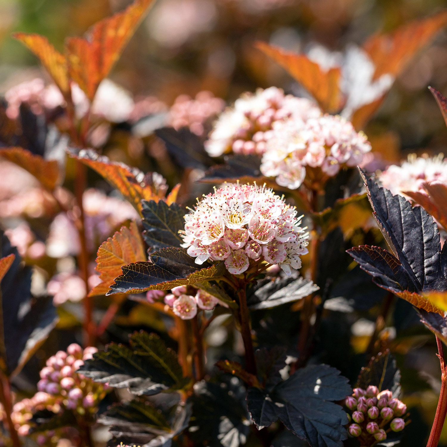 Blasenspiere 'Tiny Wine'