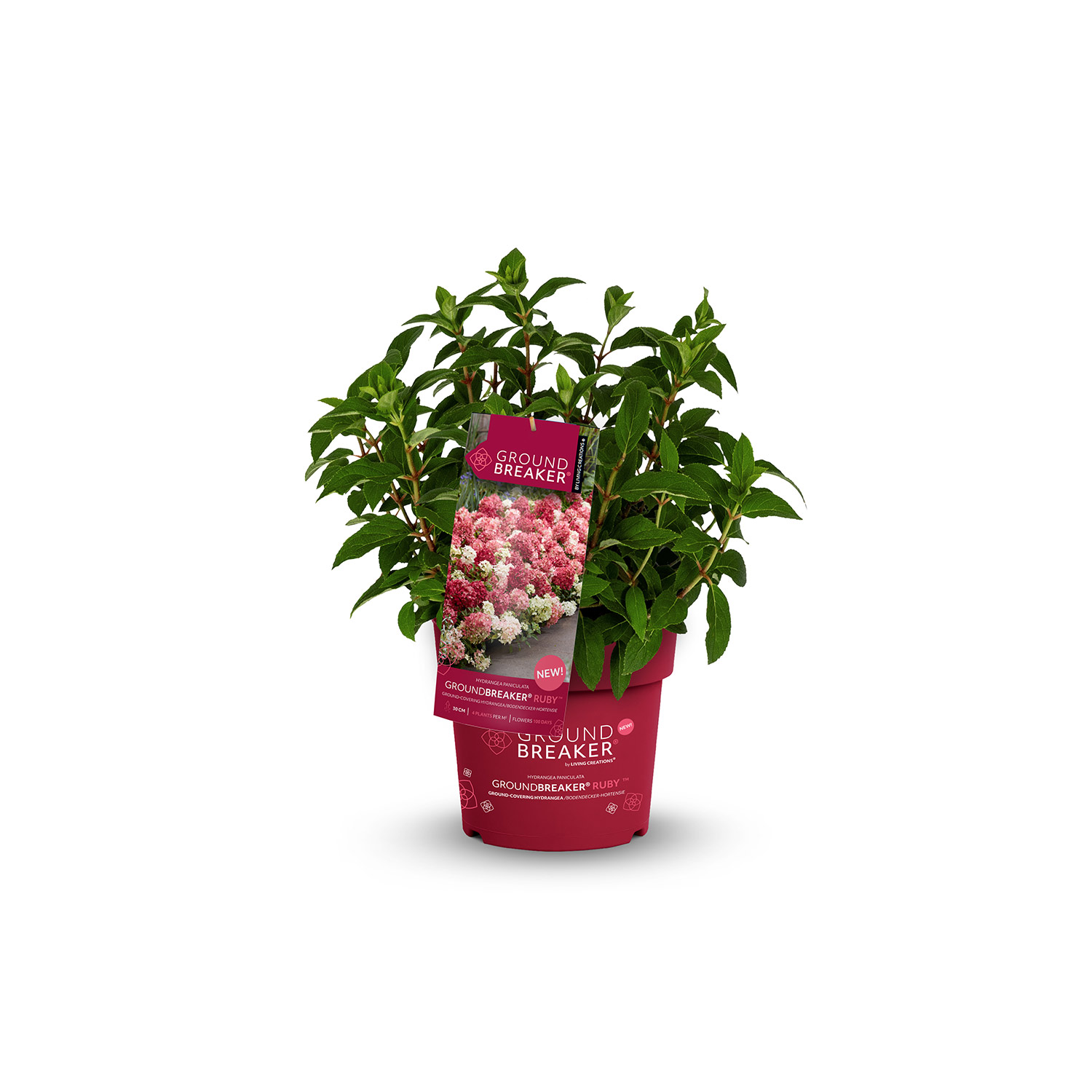 Zwerg-Rispenhortensie 'Groundbreaker® Ruby' 1,3 Liter Topf