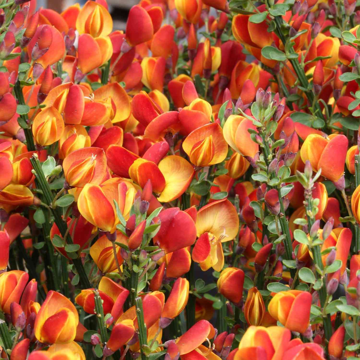 Edelginster 'Lena'