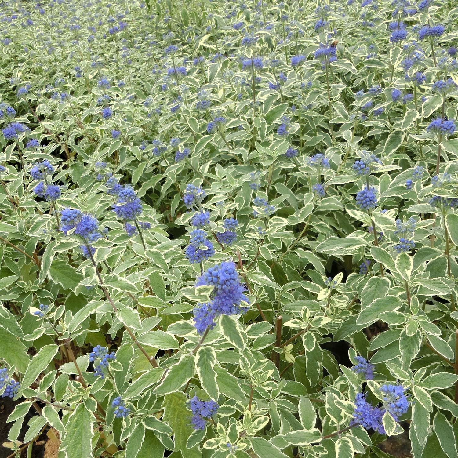 Bartblume 'Blue Dune'