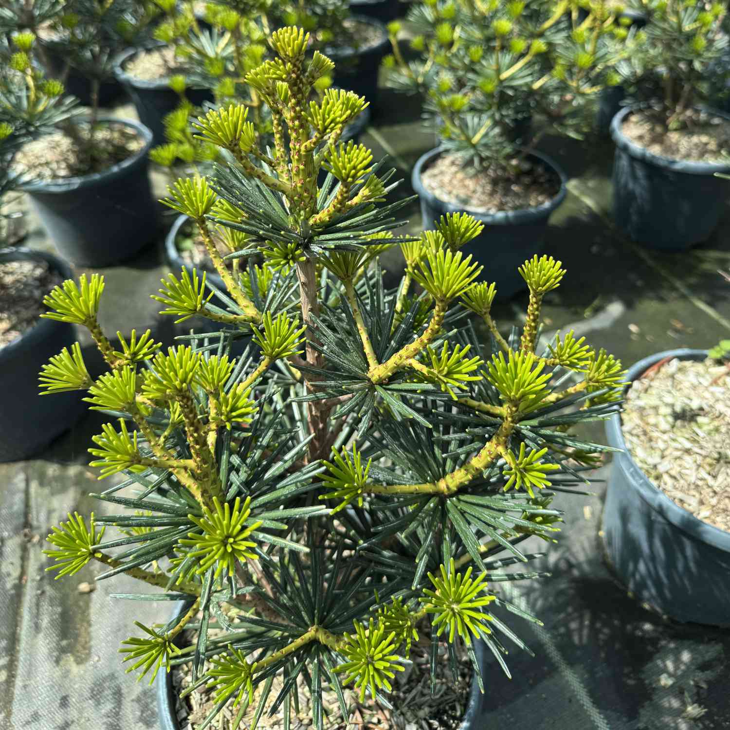 Japanische Schirmtanne 'Green Diamond'