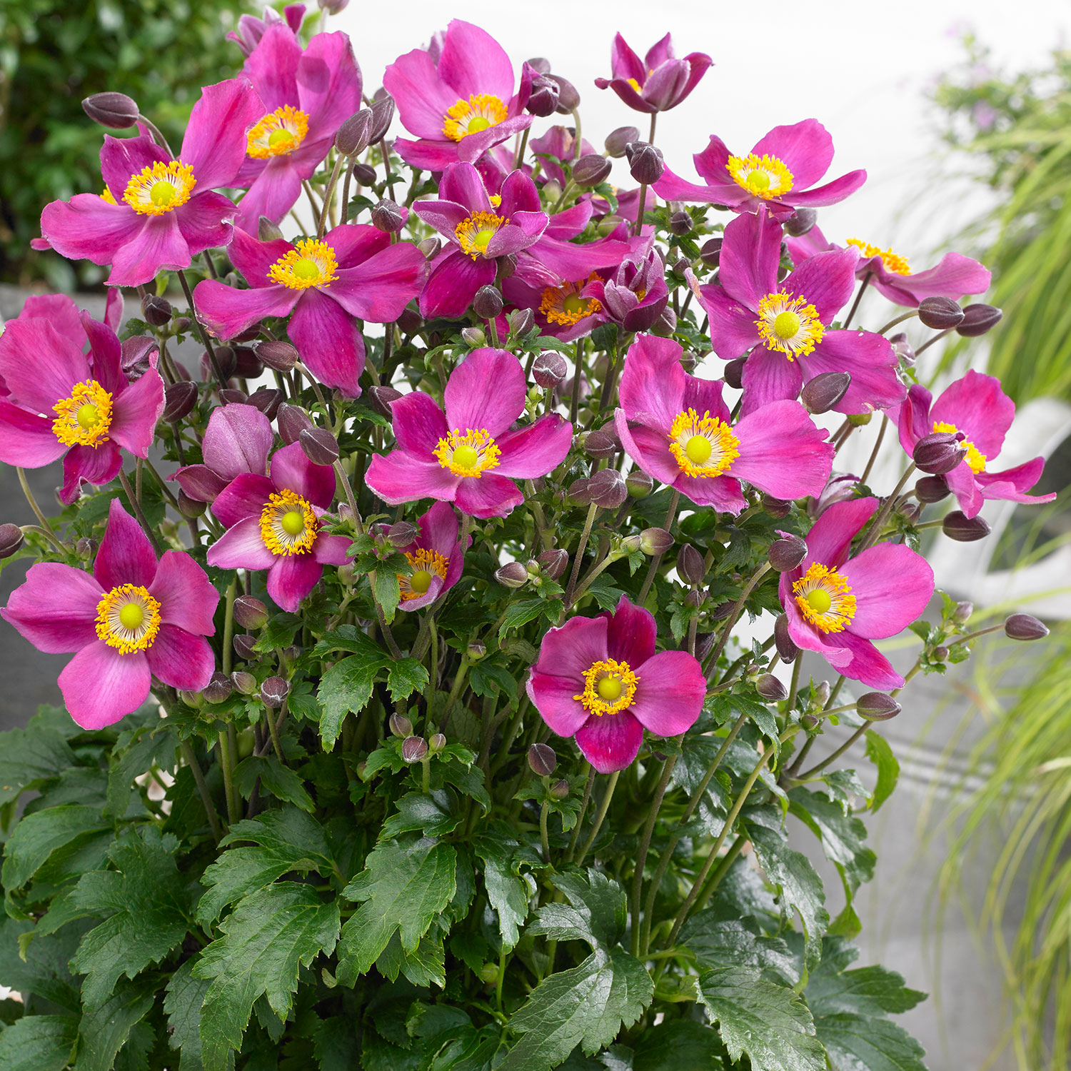 Kategorie <b>Produkt ohne Kategoriezuordnung </b> - Herbst-Anemone Fantasy-Serie 'Red Riding Hood' Lieferform: Im 0,5 Liter Topf - Anemone hupehensis Fantasy-Serie 'Red Riding Hood'