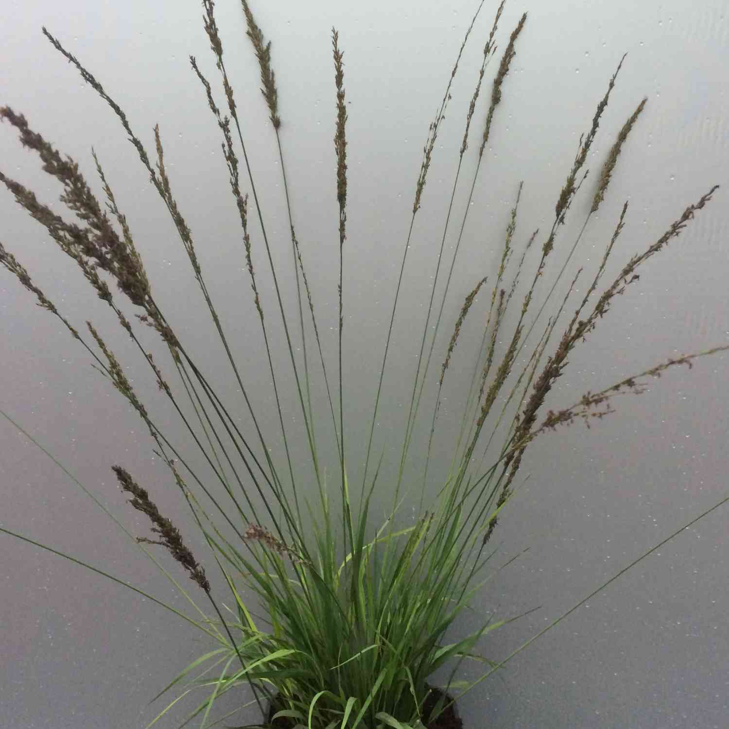 Kleines Pfeifengras 'Moorhexe'