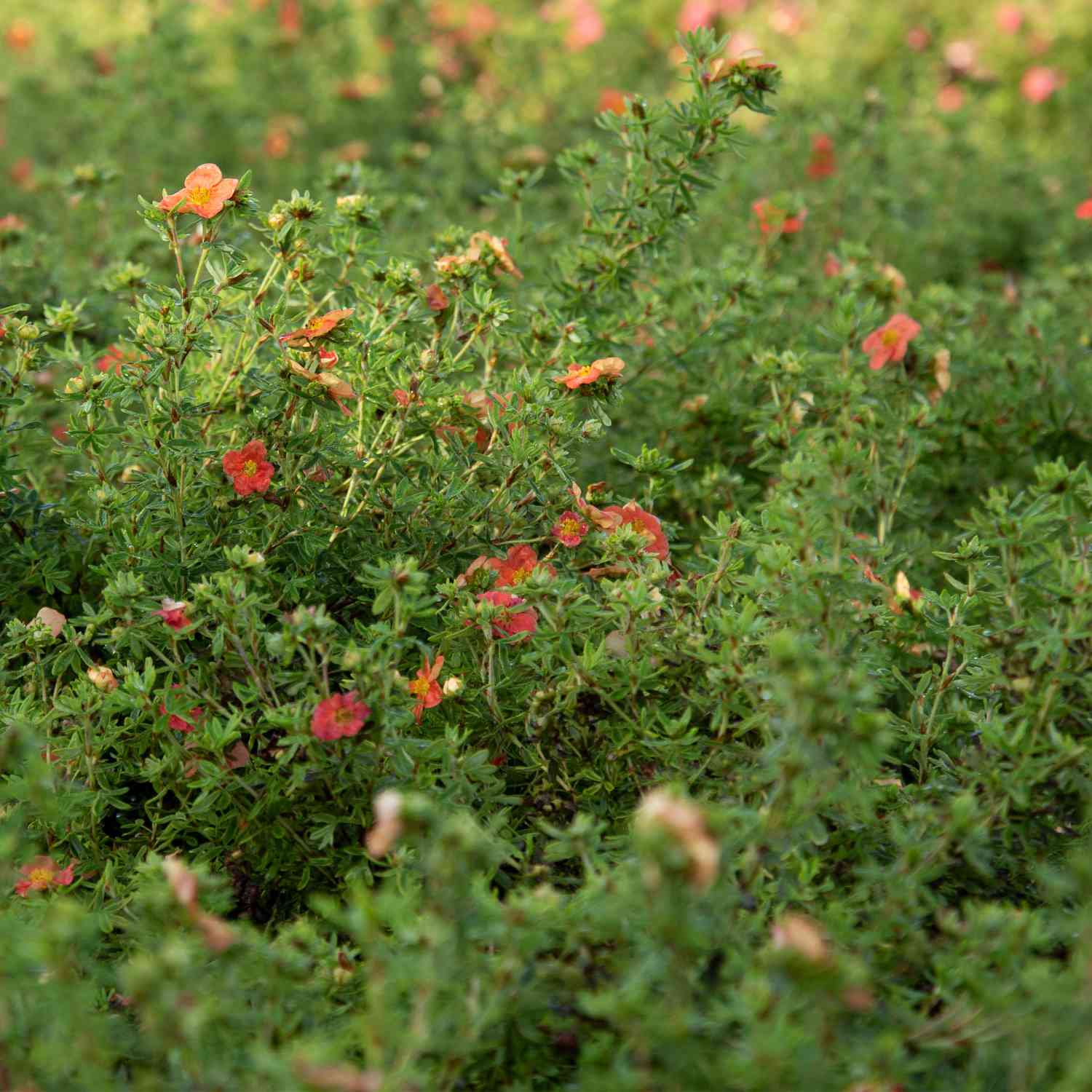 Fingerstrauch 'Marian Red Robin®'