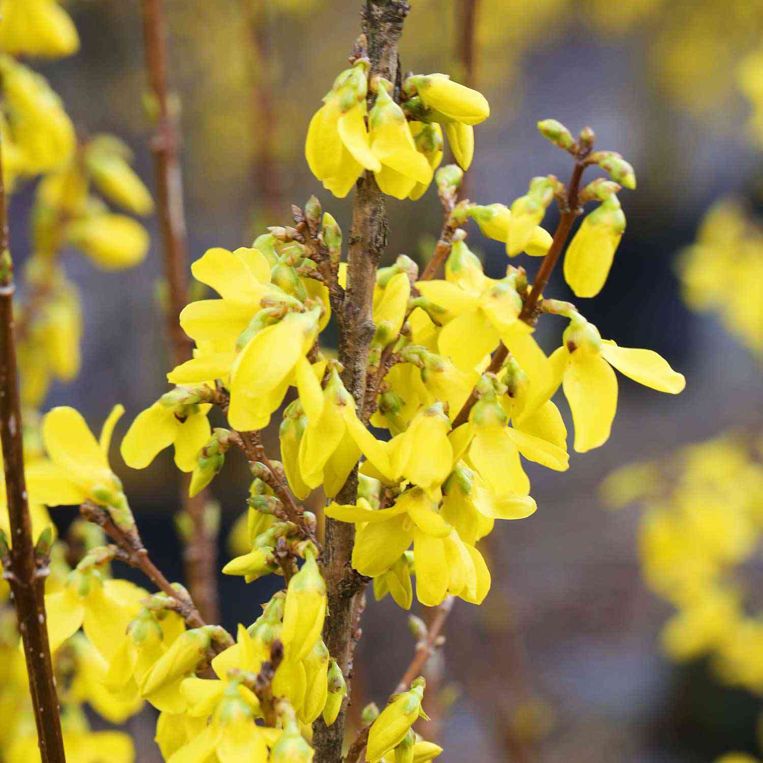 Goldglöckchen / Forsythie 'Weekend'