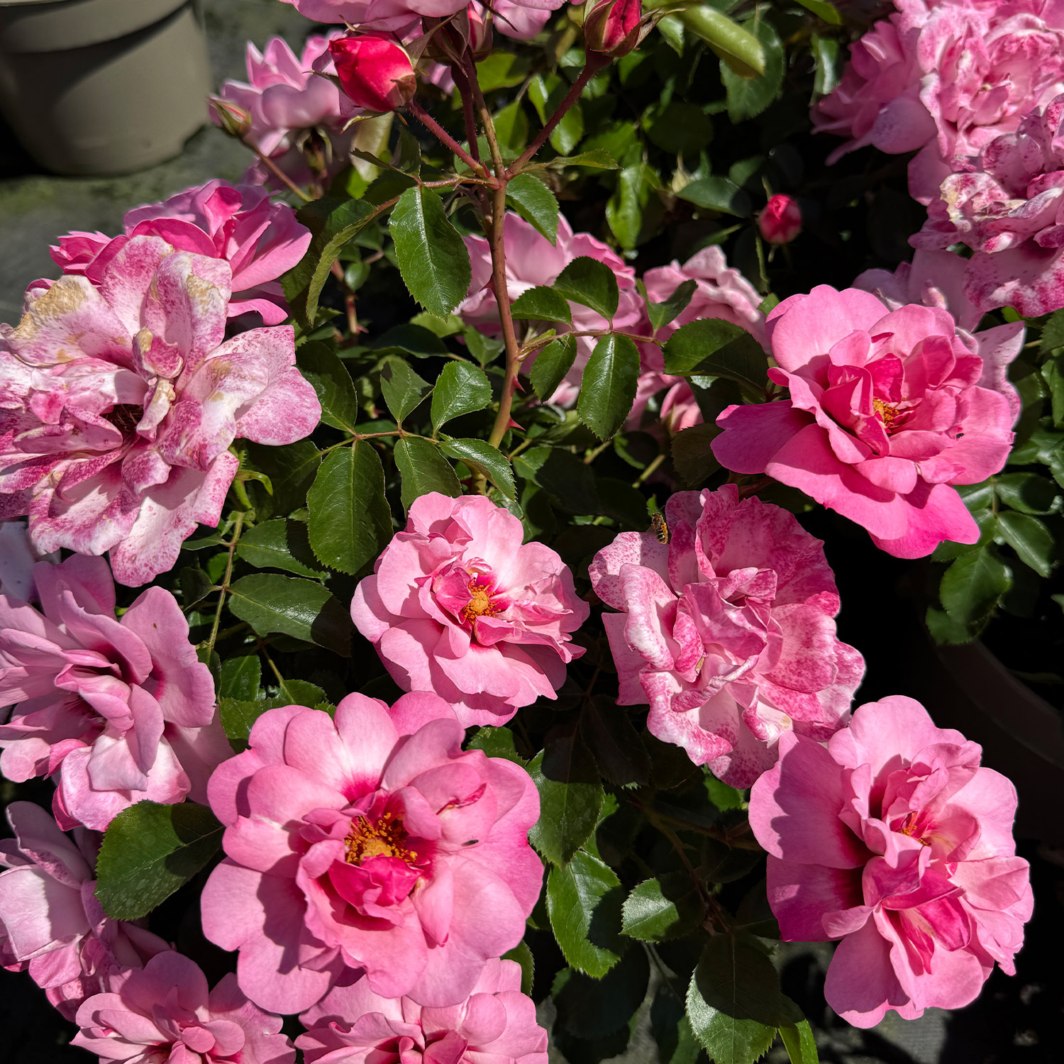 Persische Rose 'Bright Eyes®'