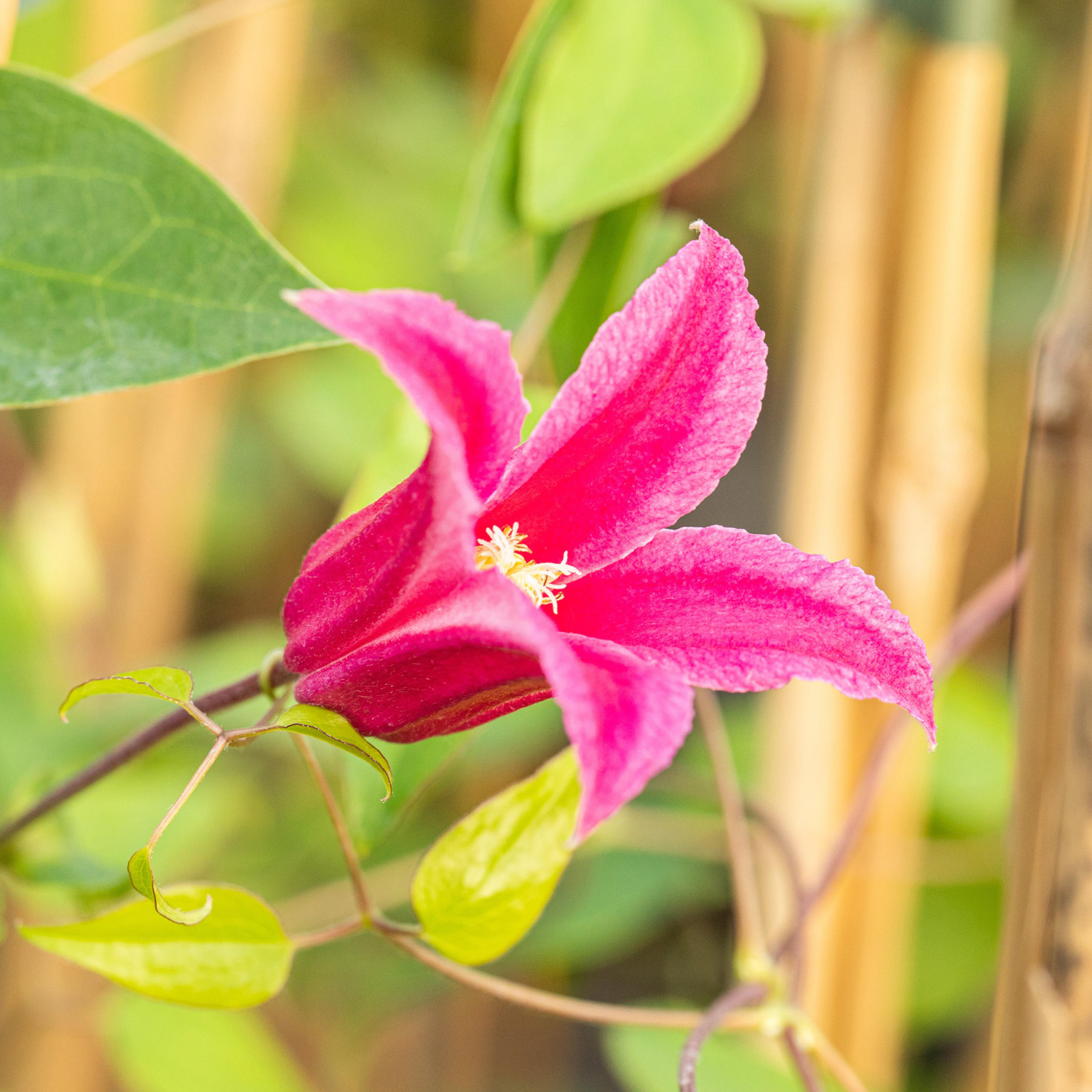 Clematis 'Ruby'