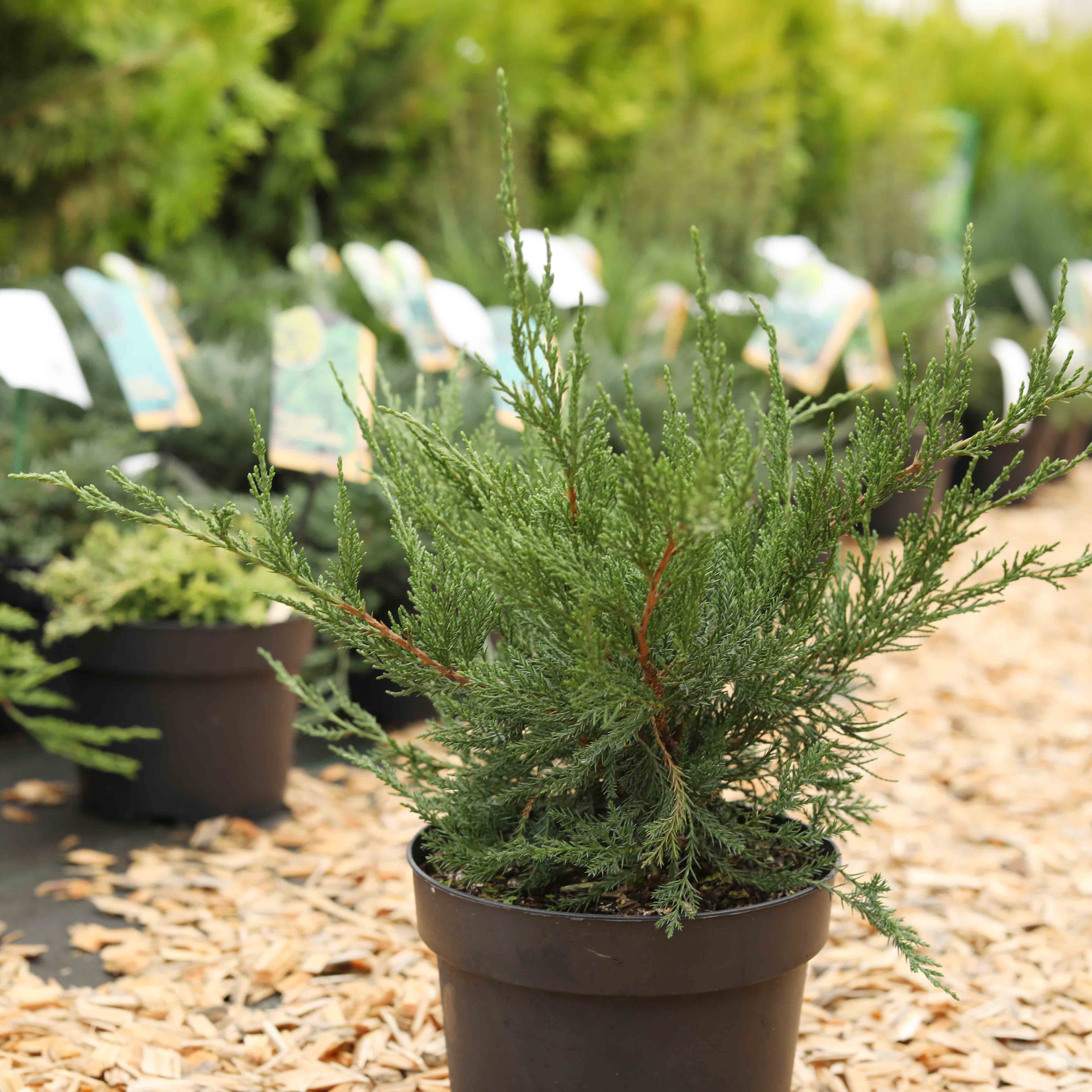 Strauchwacholder 'Mint Julep' Strauchwacholder 'Mint Julep'