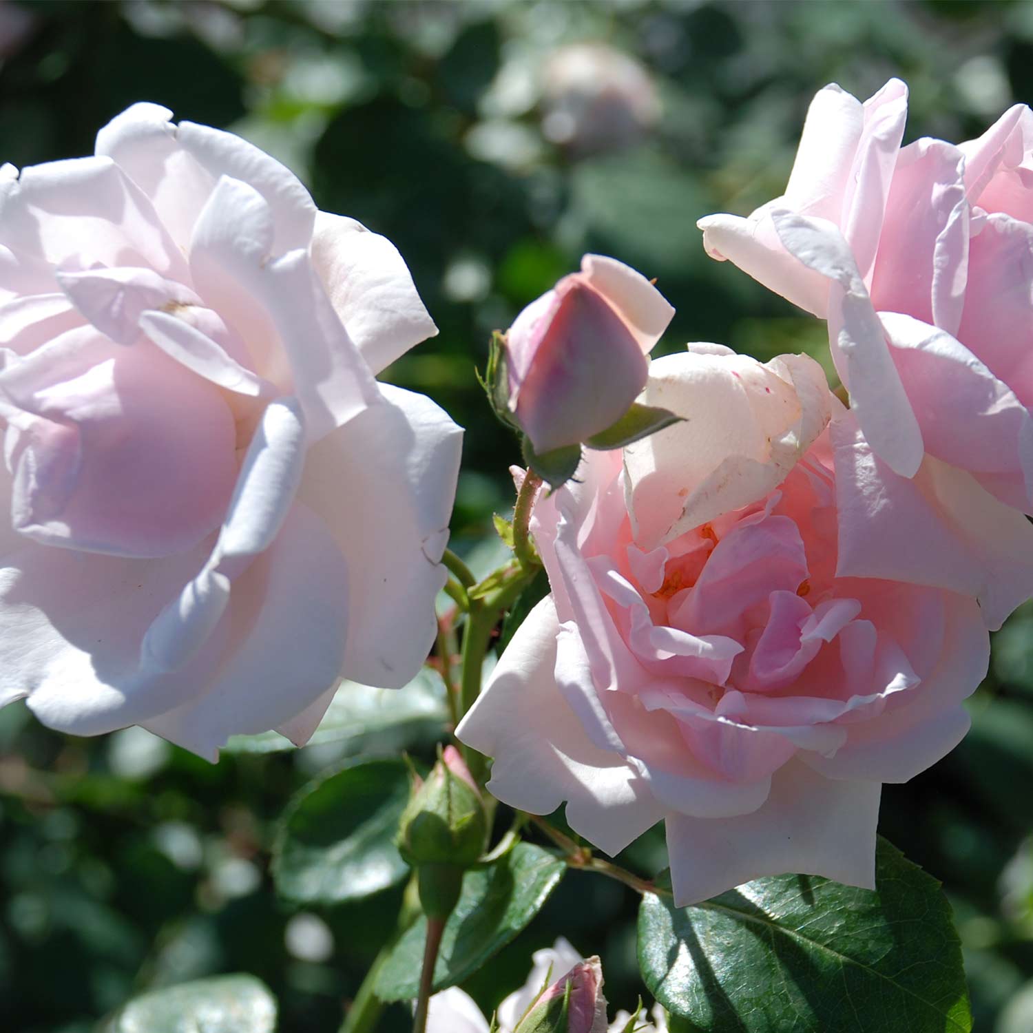 Kletterrose 'New Dawn®', 5 Liter, A-Qualität, 3 starke Triebe Liefergröße: drei starke Triebe