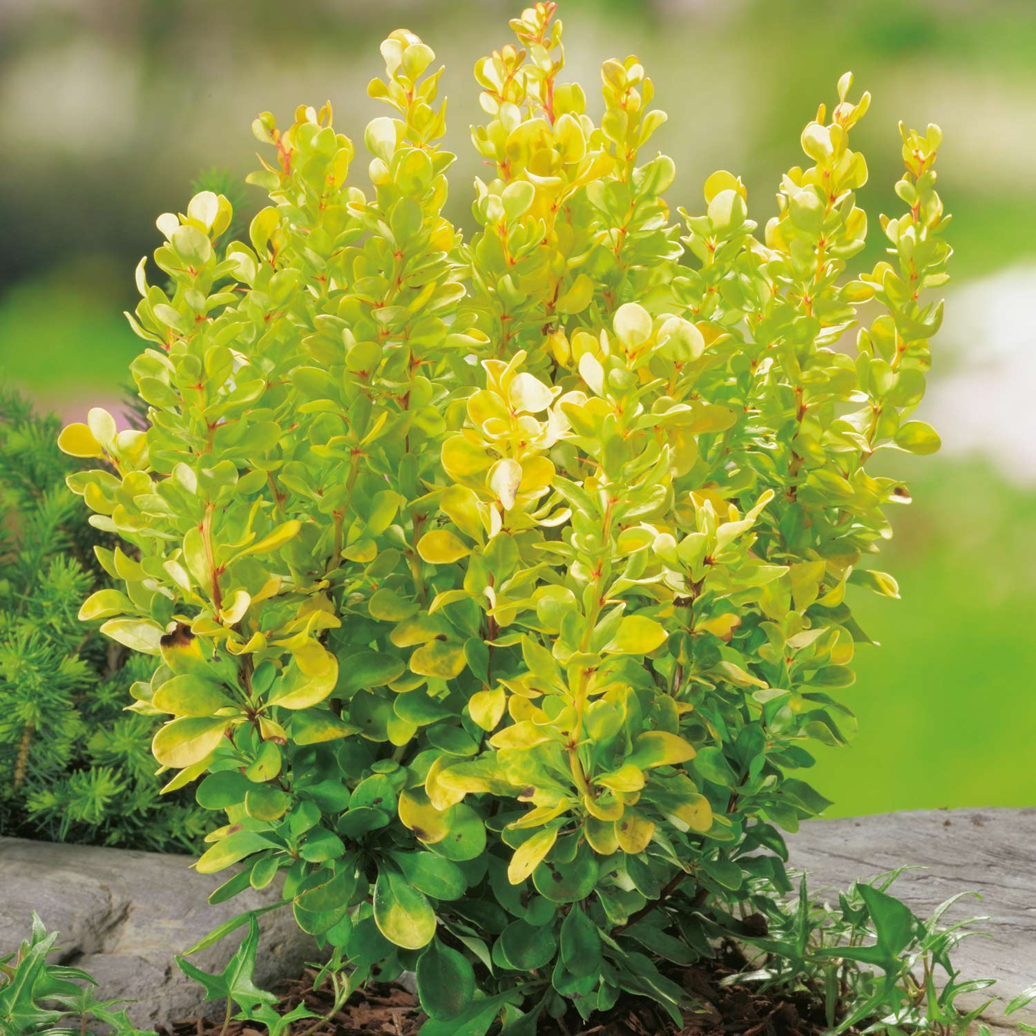 Säulen-Berberitze 'Golden Rocket' - Hecken-Berberitze Liefergröße: 30 - 40 cm