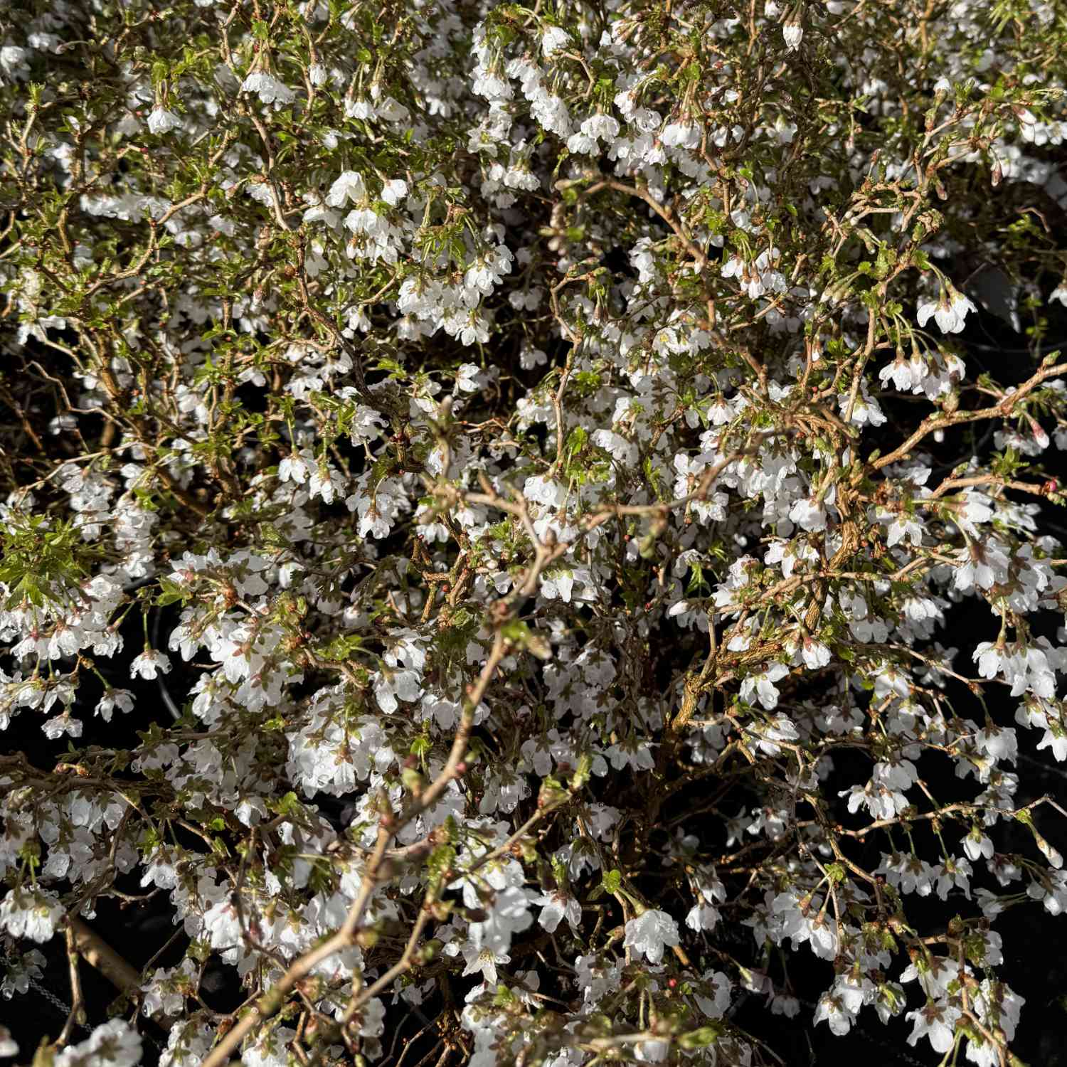 Geschlitzte Kirsche 'Kojou-no-mai'