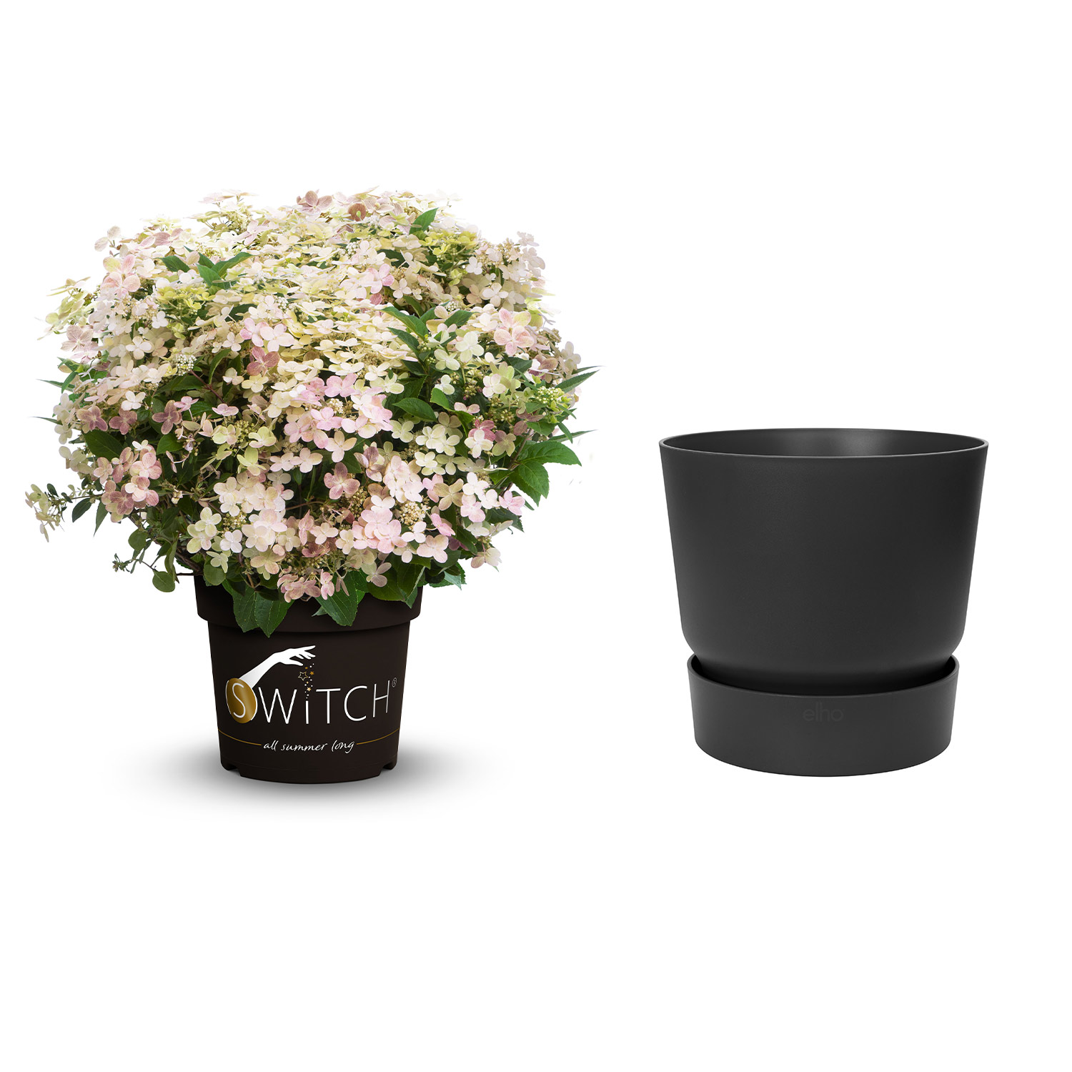 Kategorie <b>Produkt ohne Kategoriezuordnung </b> - Mini-Rispenhortensie 'Switch®  Ophelia' mit Topf schwarz ohne Erde Liefergröße: ,  1 Rispenhortensie & 1 Pflanzkübel - Hydrange paniculata 'Switch Ophelia' mit Pflanzkübel