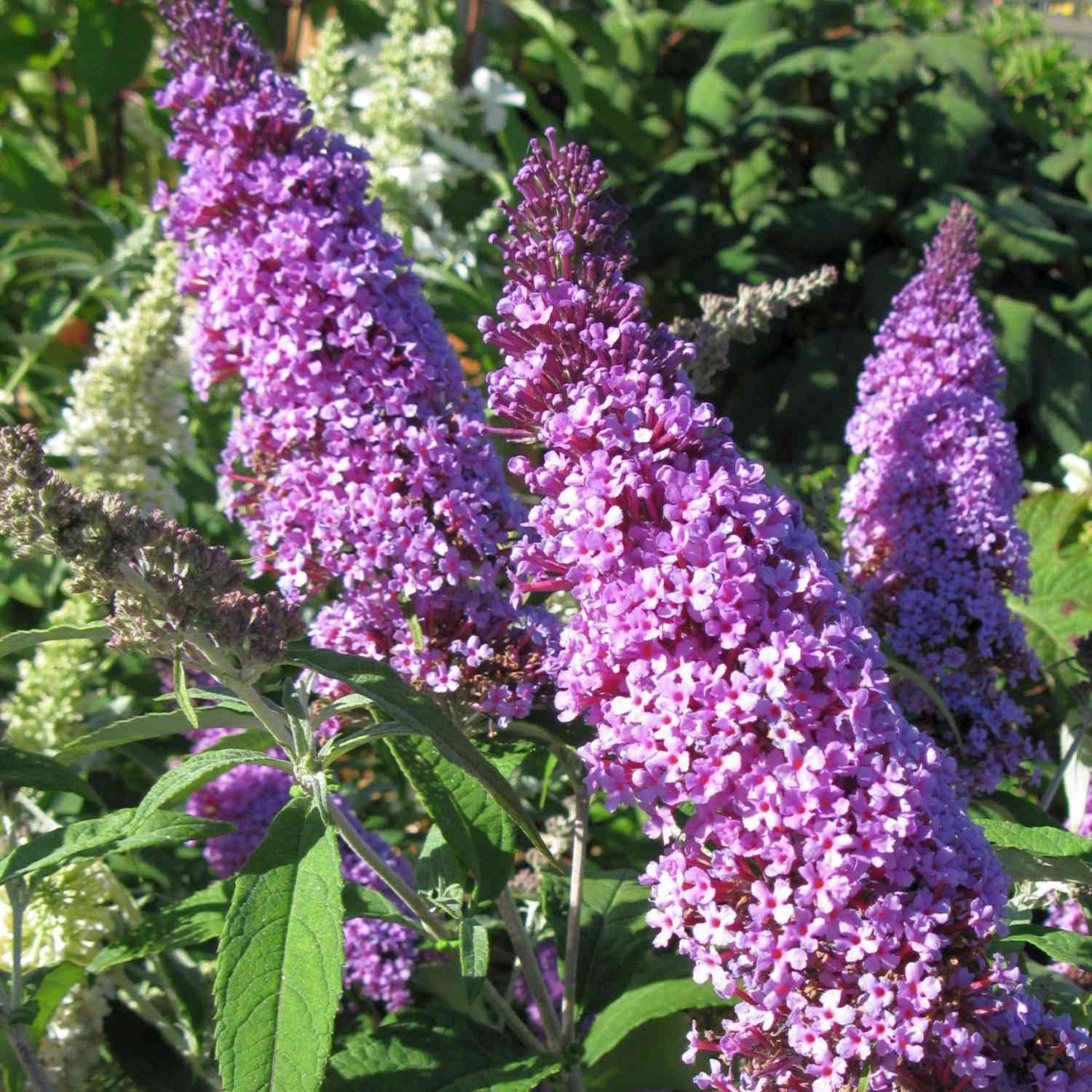 Zwerg-Sommerflieder 'Buzz Pink Purple' Zwerg-Sommerflieder 'Buzz Pink Purple'