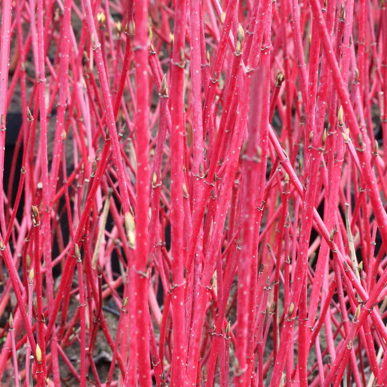 Rotholziger Hartriegel 'Sibirica' Rotholziger Hartriegel 'Sibirica'