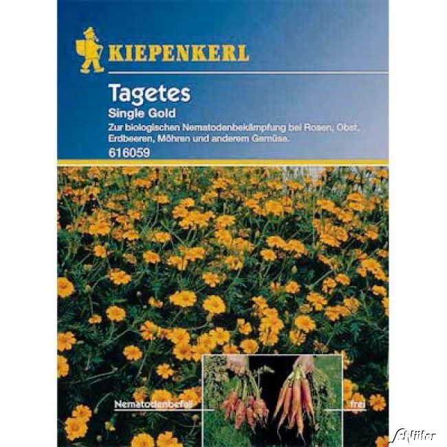 Nematoden-Killer - Tagetes 'Single Gold' Lieferform: Portionssaatgut