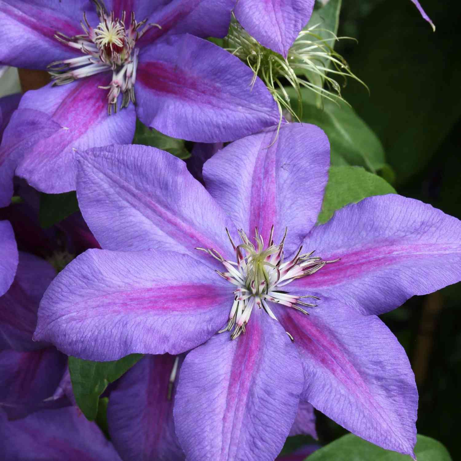 Clematis 'Mrs. N. Thompson'