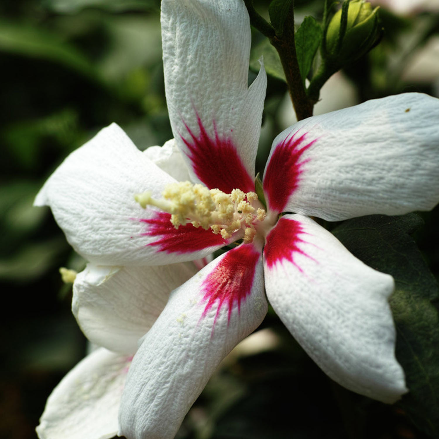Kategorie <b>Blütensträucher und Ziergehölze </b> - Zwerg-Hibiscus 'Little Legends White®' Liefergröße: 40 - 60 cm - Hibiscus syriacus 'Little Legends White'