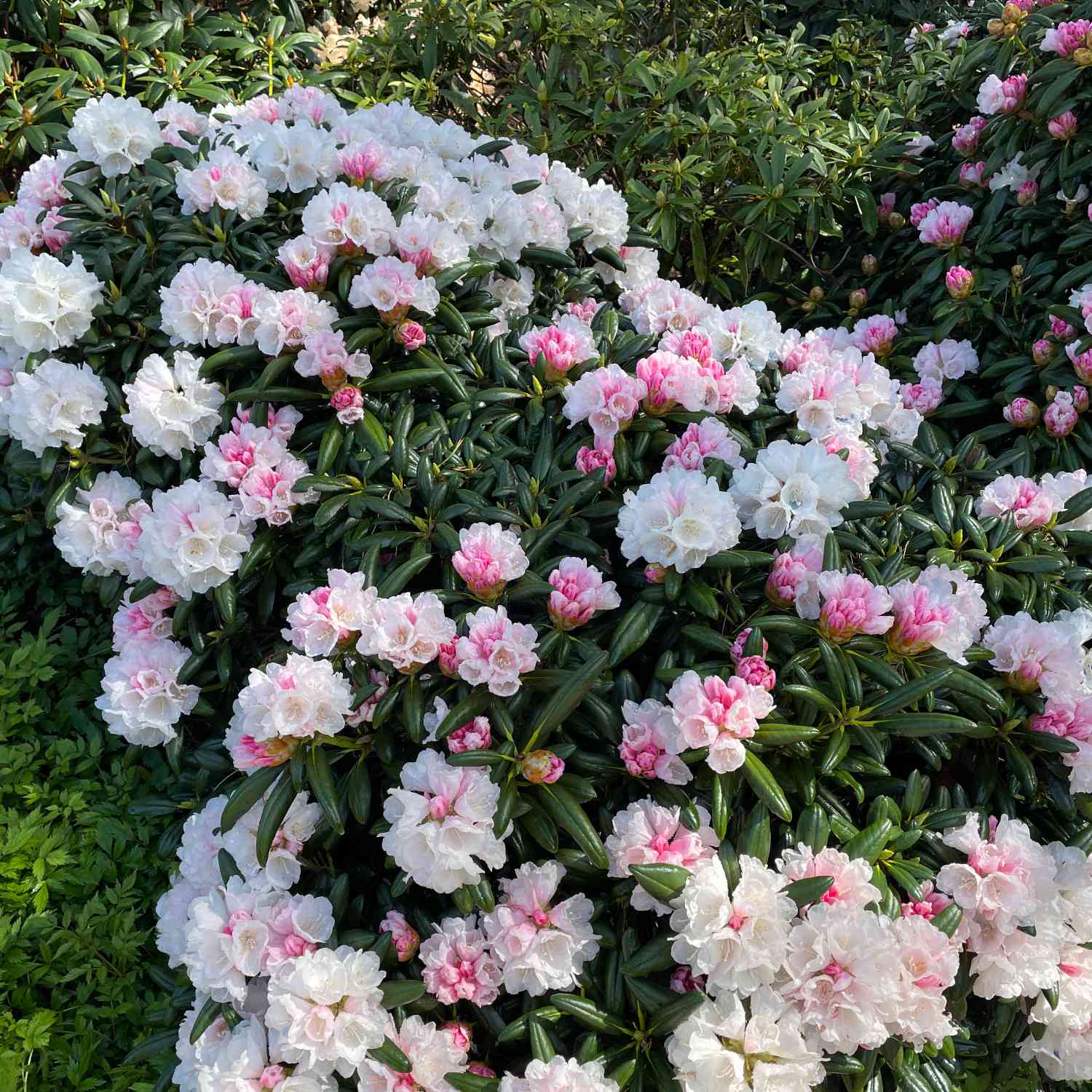 Ball-Rhododendron 'Koichiro Wada'