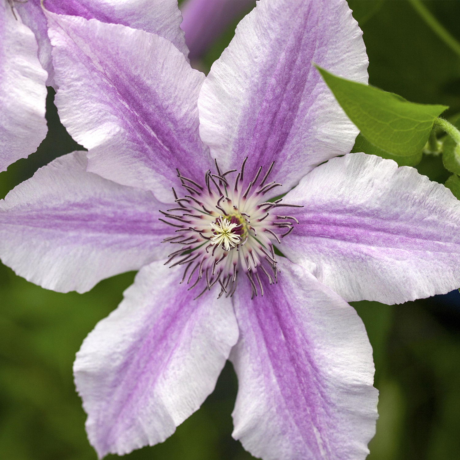 Großblumige Clematis 'Ooh La La®' Liefergröße: 60 - 100 cm